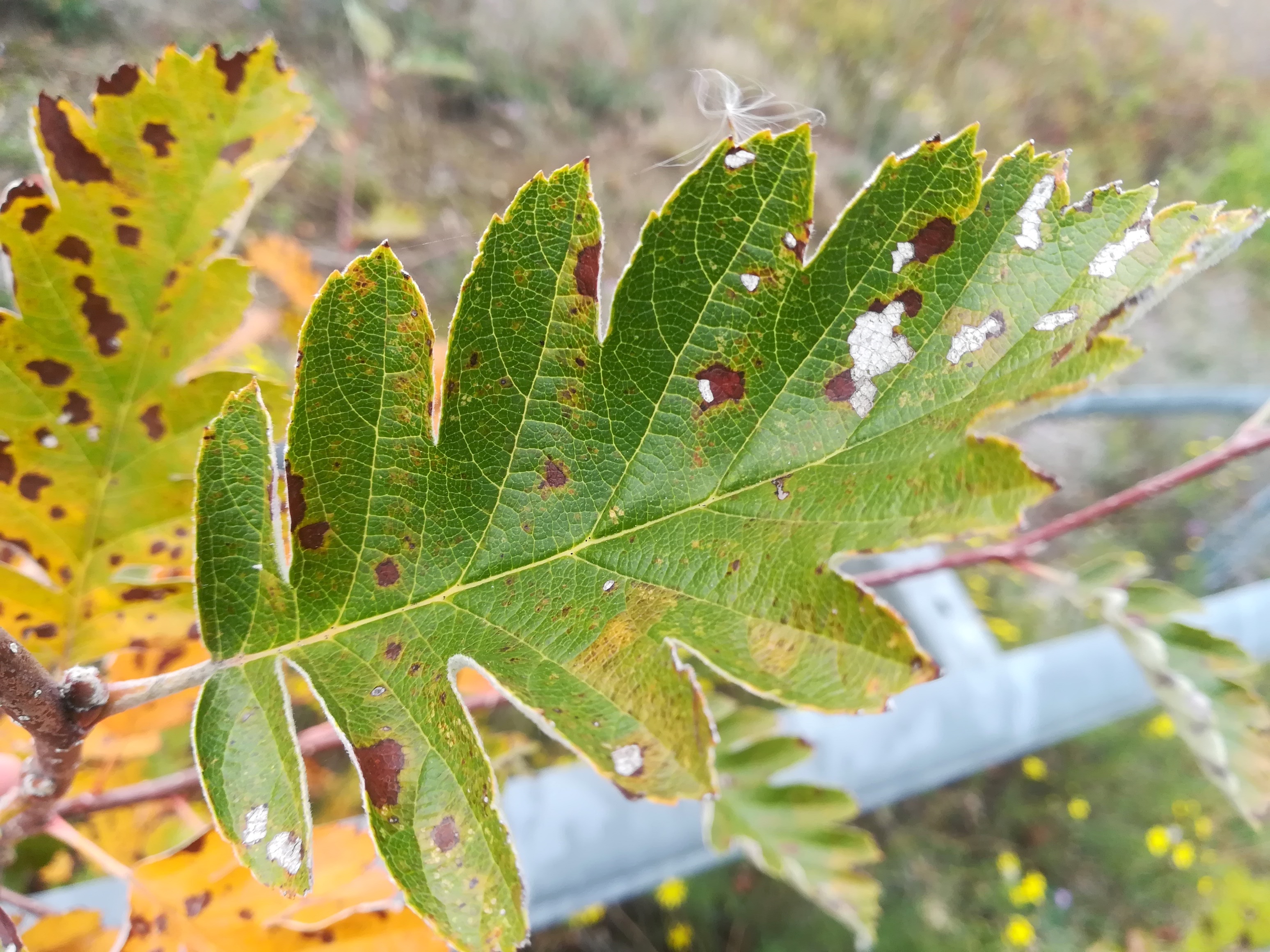 sorbus cf. intermedia wirtschaftsbrücke W trappenweg rannersdorf_20221014_090033.jpg