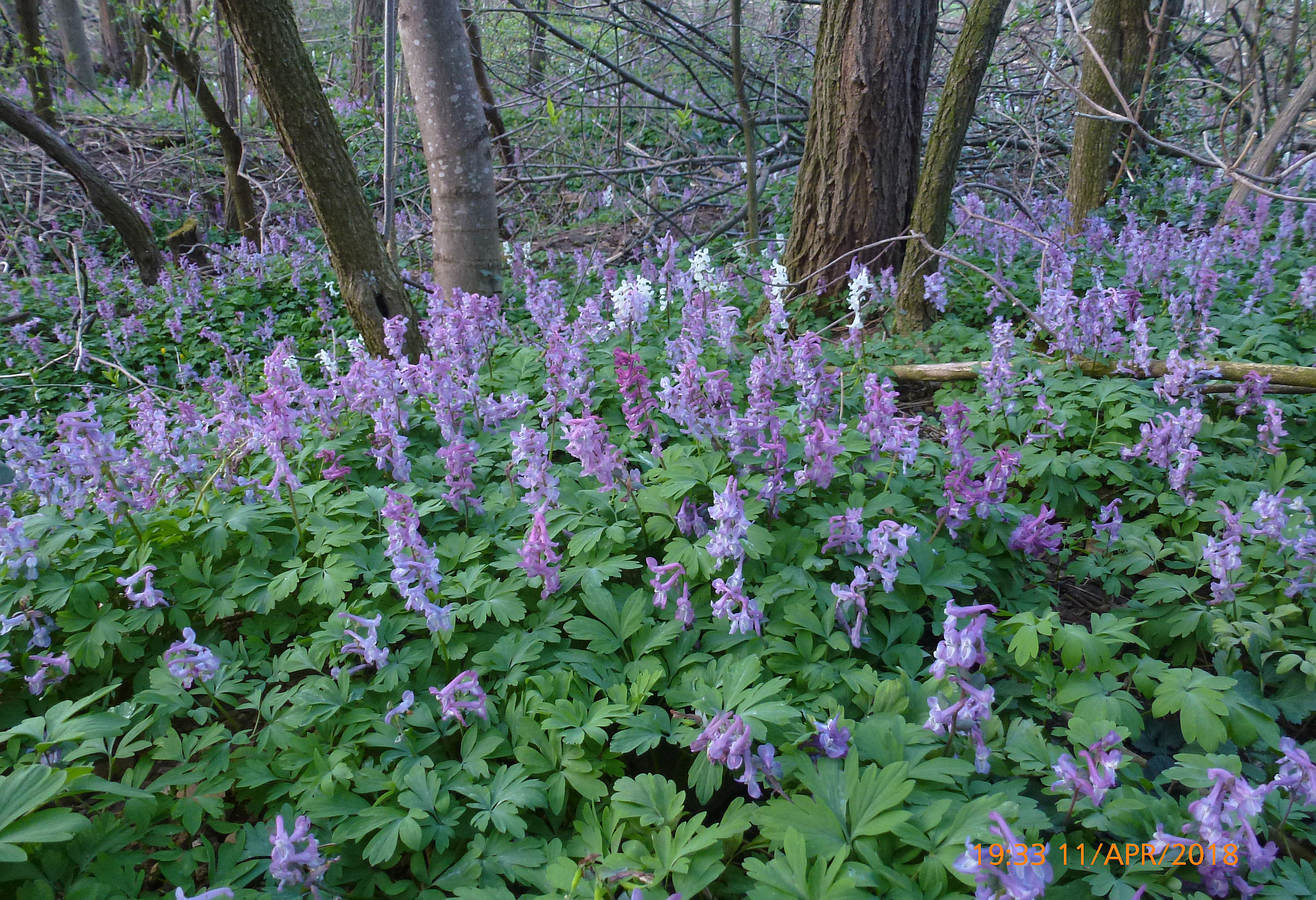 00P1560472 Lerchensporn VIEL UND SEHR schön.jpg