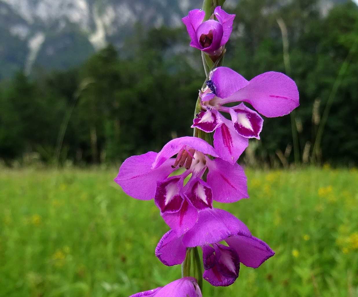 06-26-2022 Gladiolus imbricatus.JPG