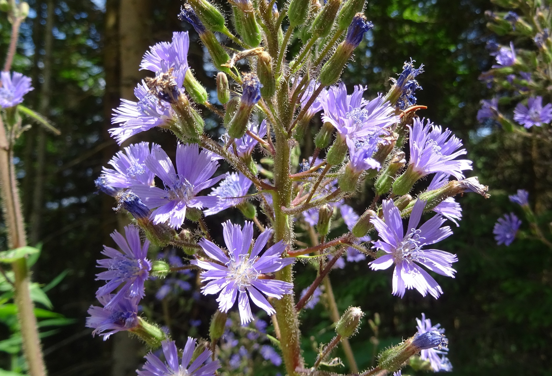 07-04-2019 Lactuca alpina  .JPG
