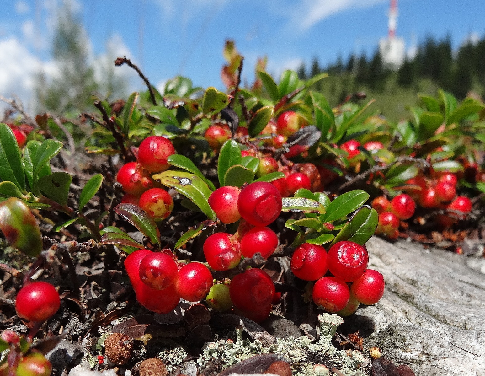 07-31-2017 Vaccinium vitis-idaea .JPG