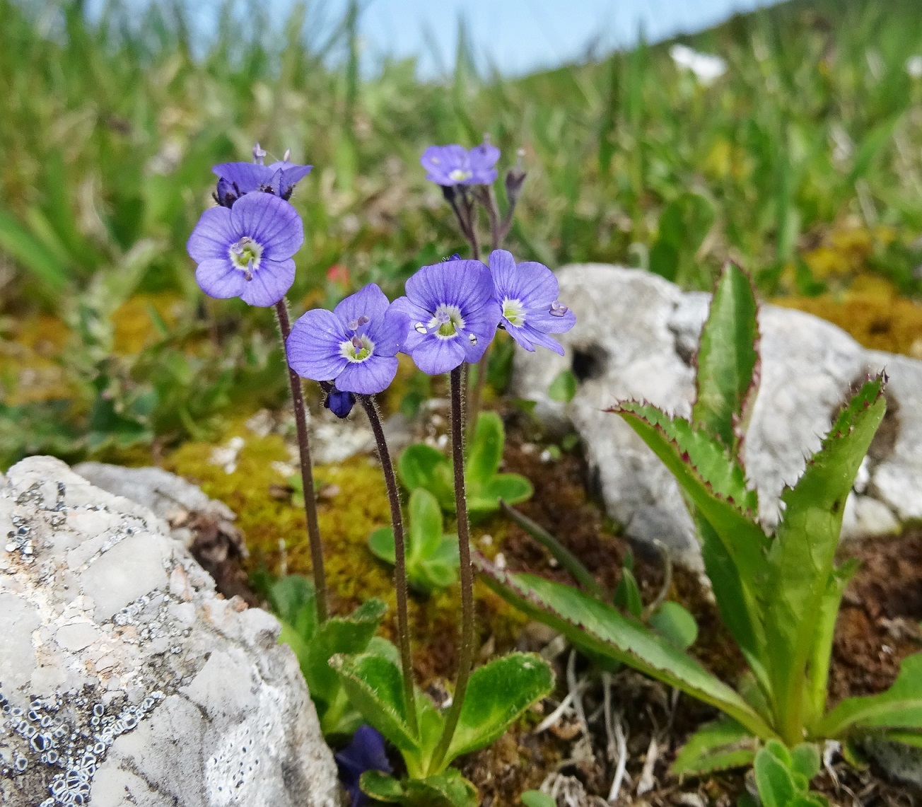 2022-06-05 Veronica aphylla.JPG