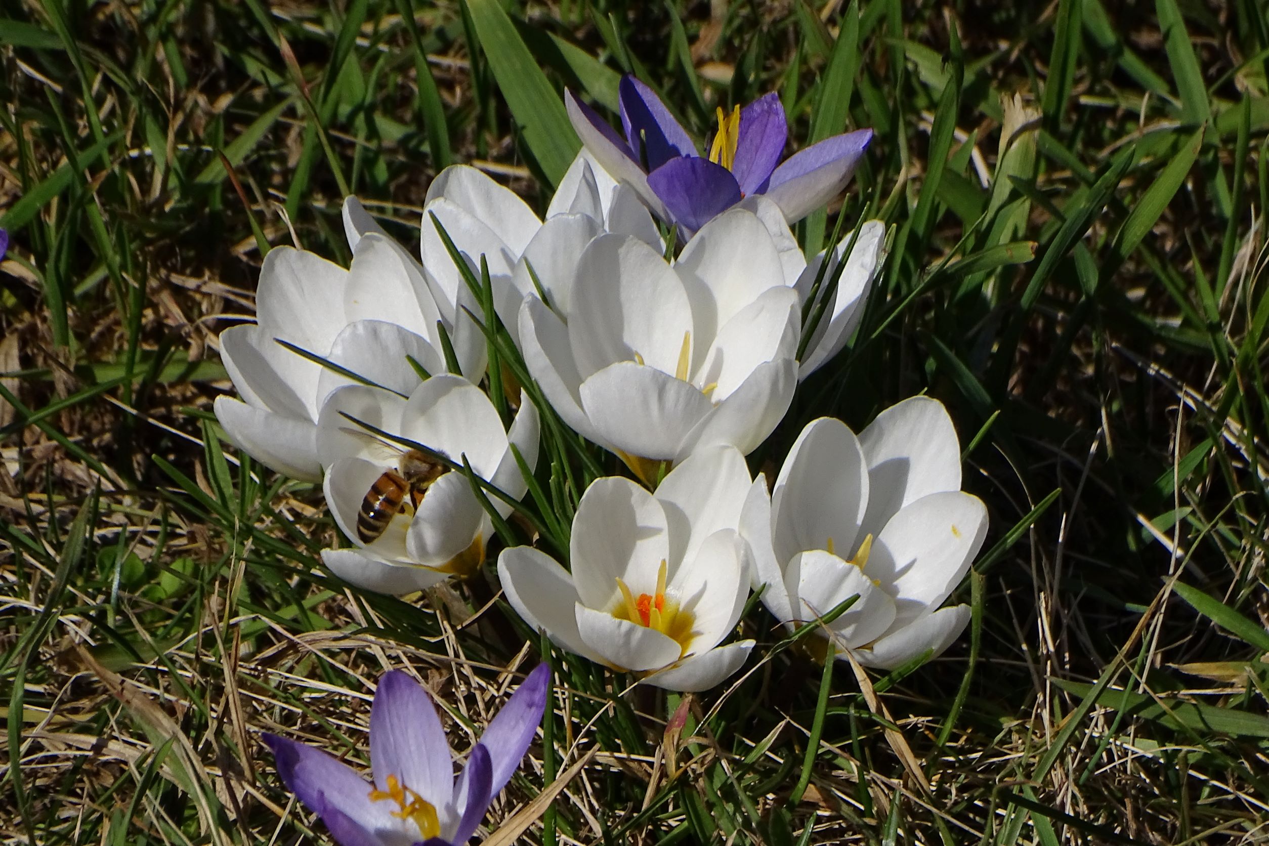 DSC09254 phäno, prellenkirchen-mitte, 2023-02-19, crocus cs, c. tommasinianus, honigbiene.JPG