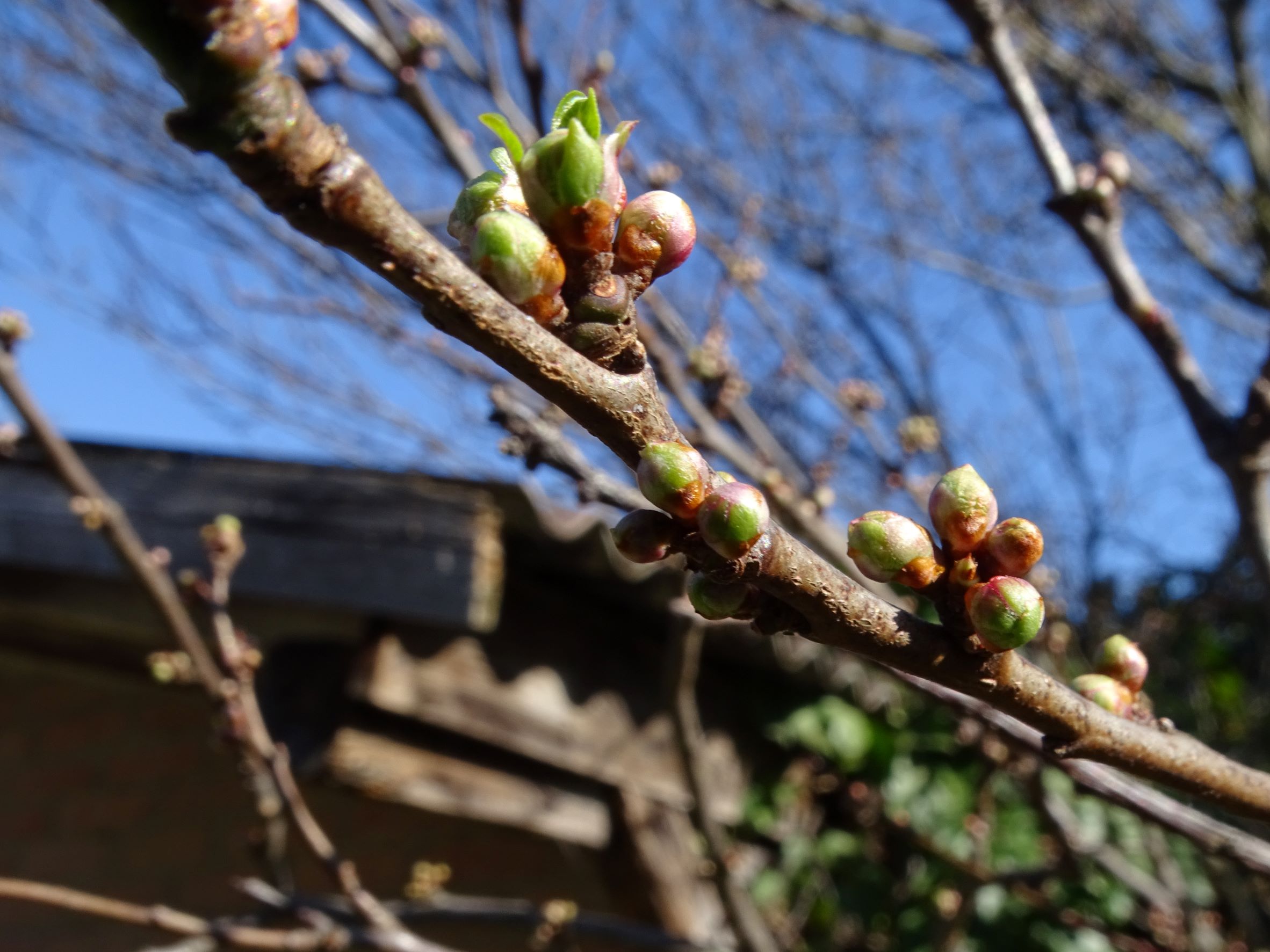 DSC09301 phäno, prellenkirchen-mitte, 2023-02-21, prunus cerasifera.JPG