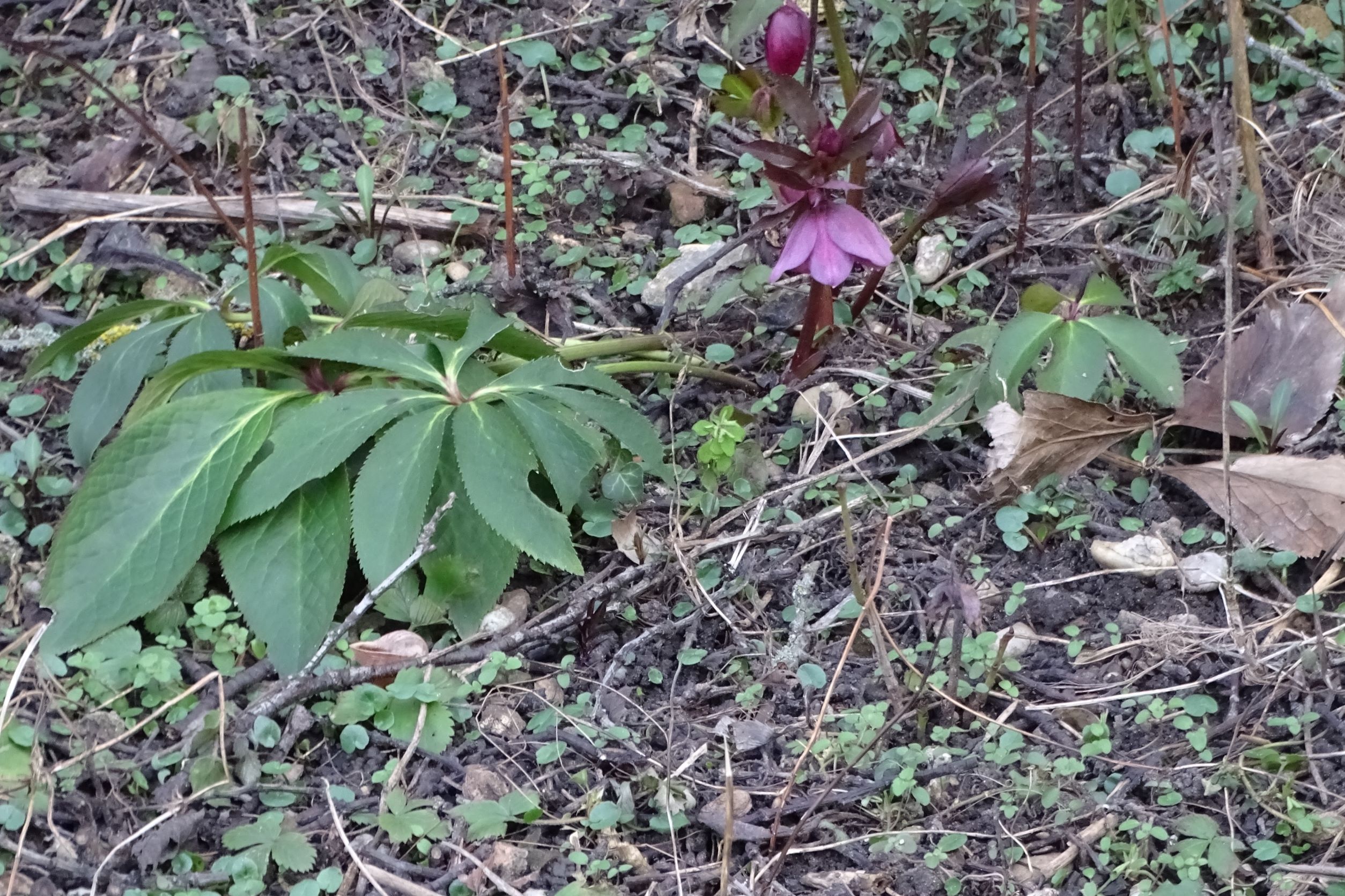 DSC09309 phäno, prellenkirchen-mitte, 2023-02-21, helleborus orientalis.JPG