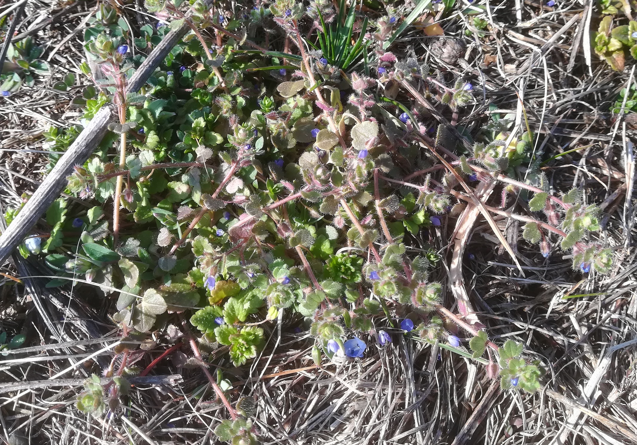 veronica cf. triloba schwechat lanzendorf_20230310_090312.jpg
