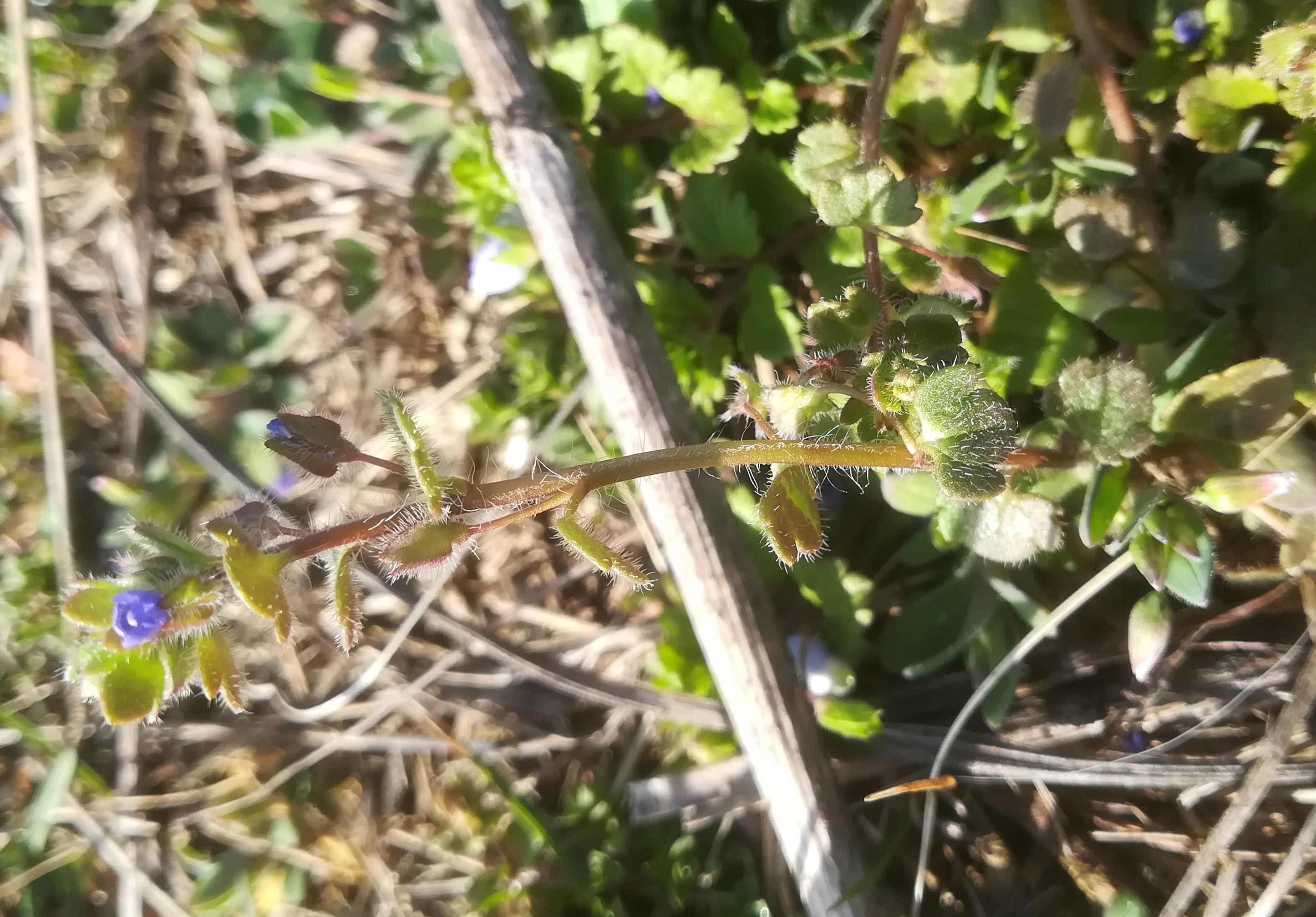 veronica cf. triloba schwechat lanzendorf_20230310_090334.jpg