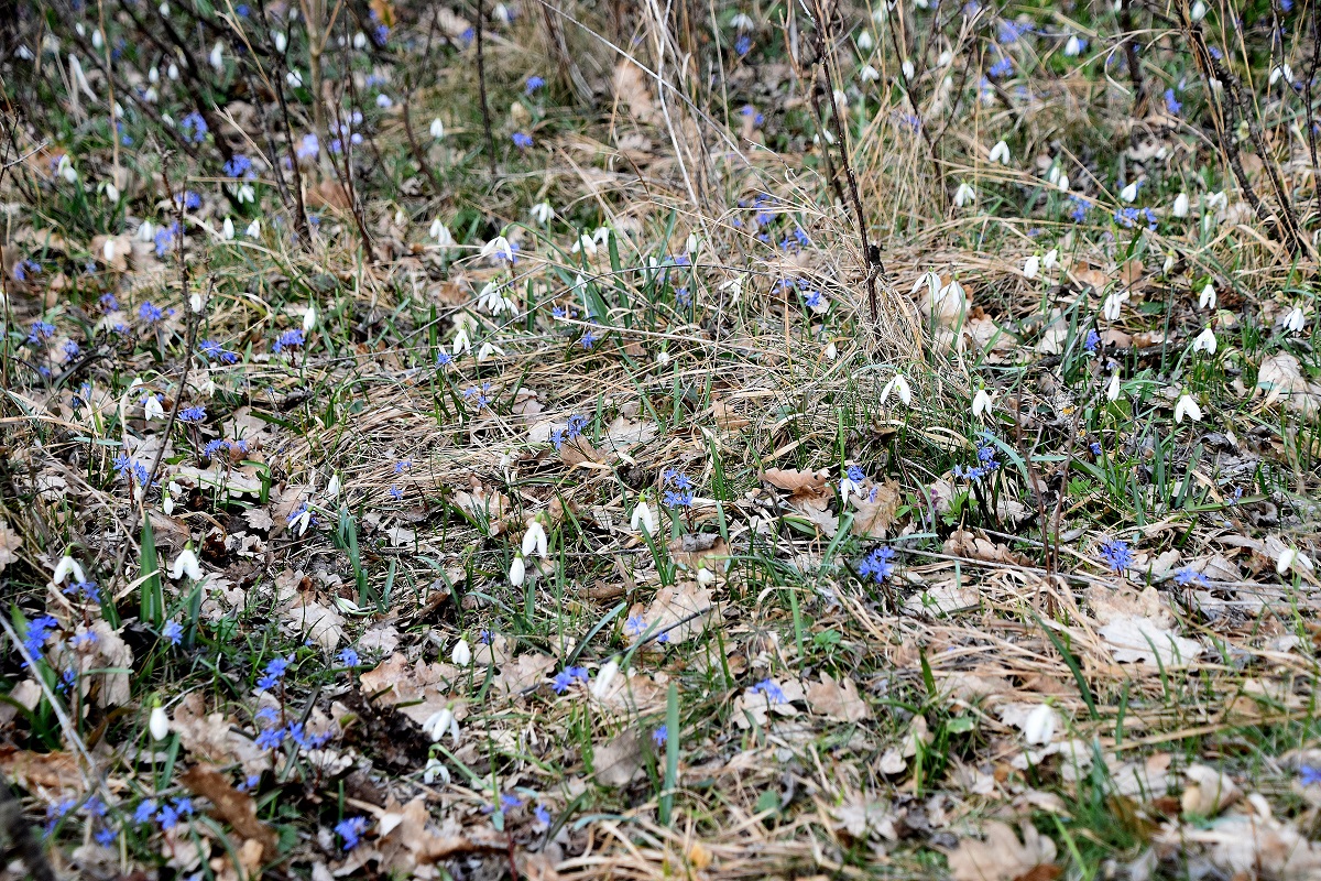 Spitzerberg - 10032023 - (58) -  Galanthus nivalis - Schneeglöckchen und Scilla vindobonensis - Wien-Blaustern.JPG