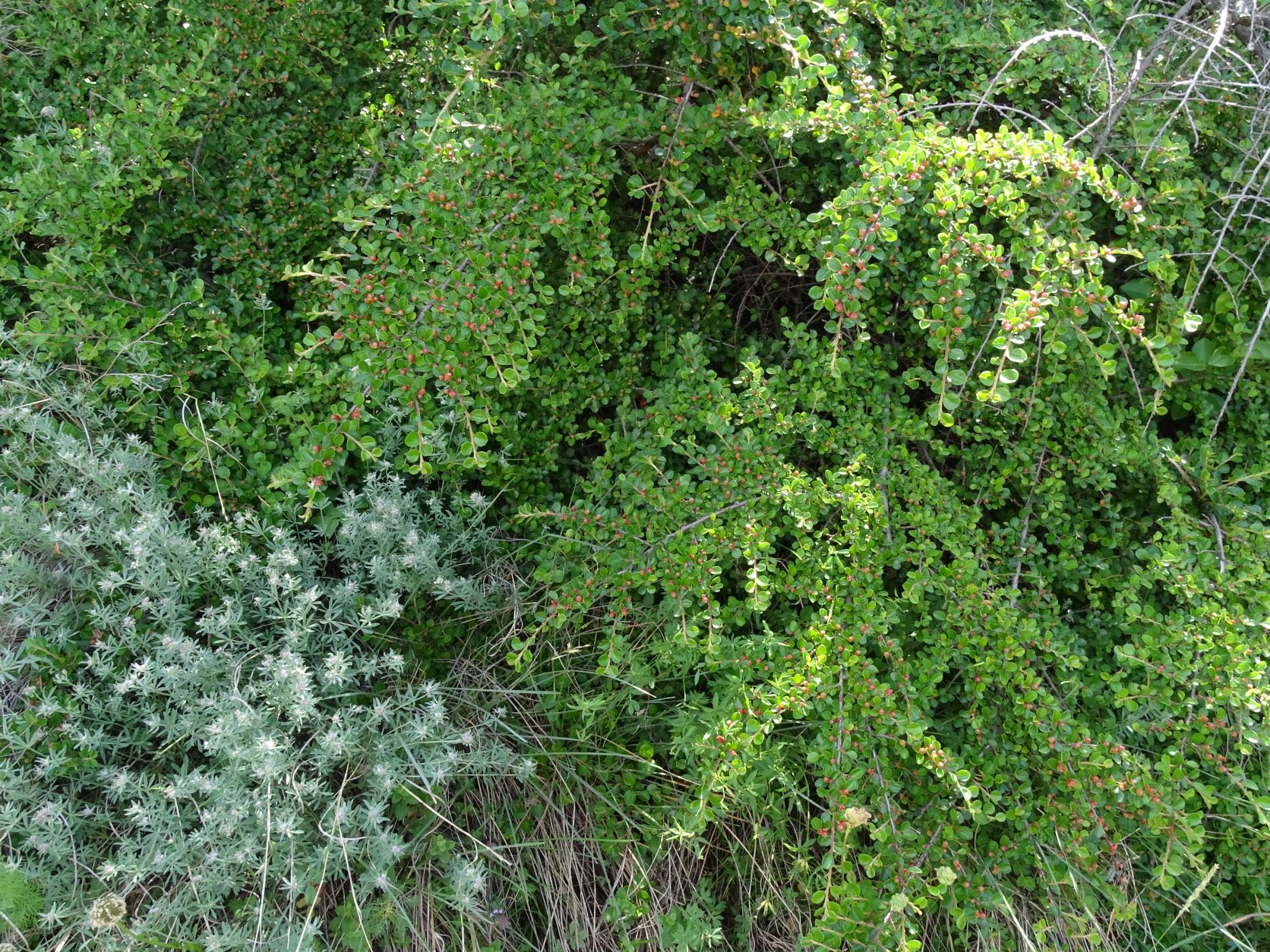 DSC08377 cotoneaster (cf.) apiculatus, 2022-05-28, hundsheim-hexenberg.JPG
