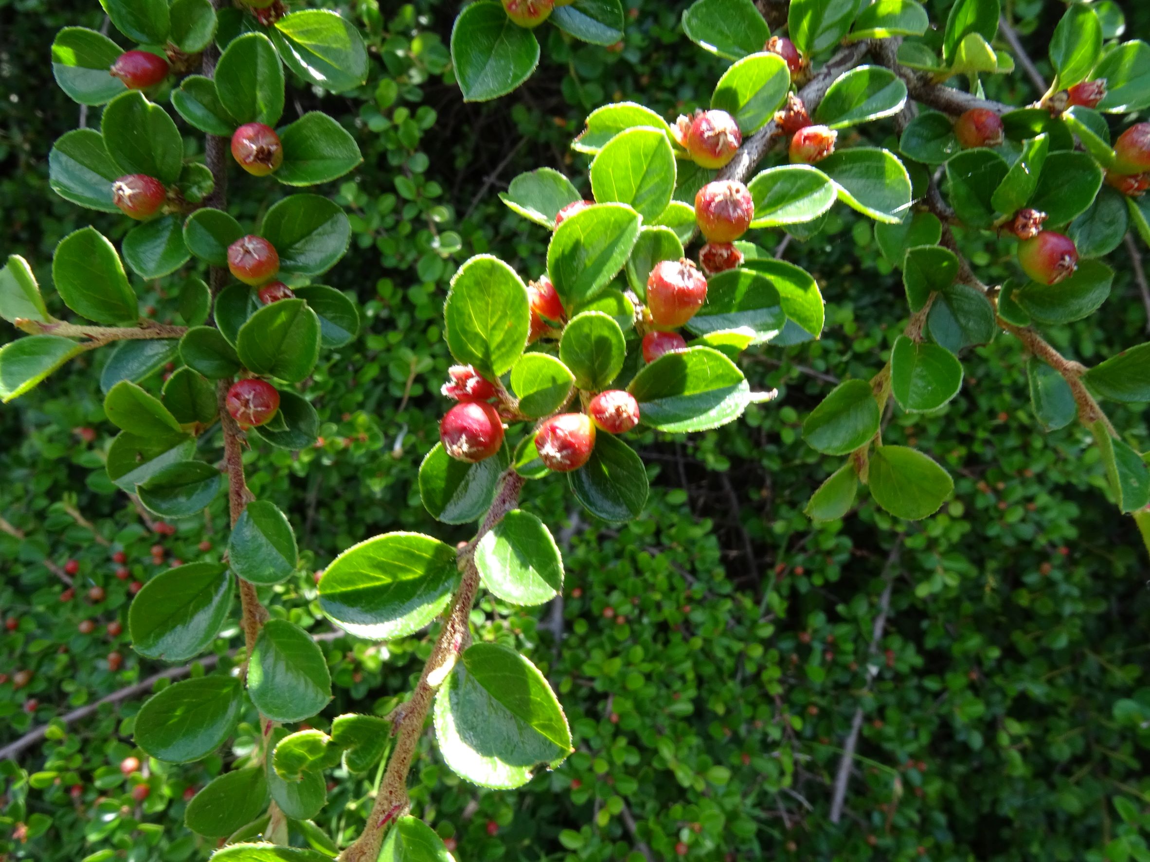 DSC08378 cotoneaster (cf.) apiculatus, 2022-05-28, hundsheim-hexenberg.JPG