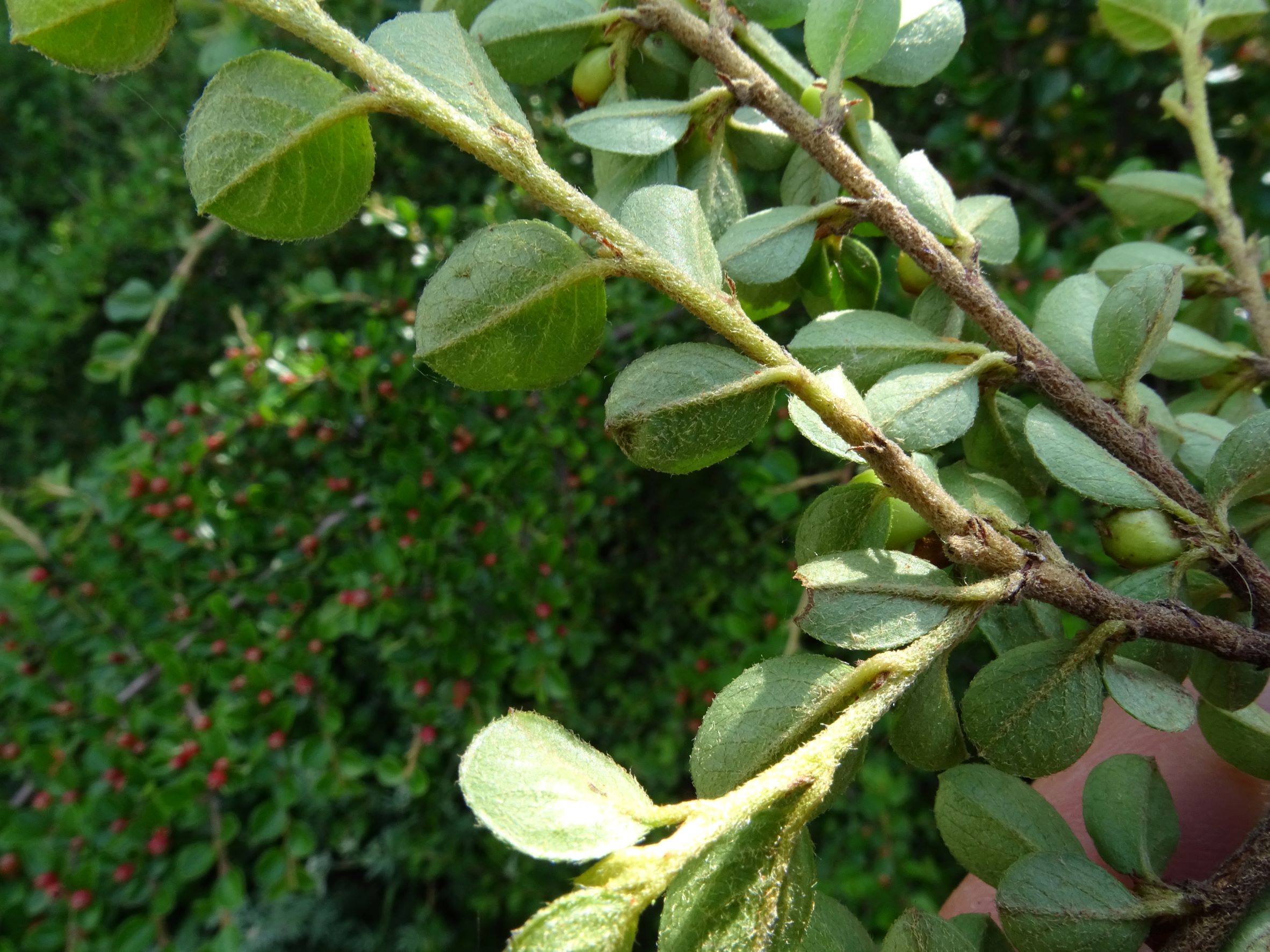 DSC08379 cotoneaster (cf.) apiculatus, 2022-05-28, hundsheim-hexenberg.JPG