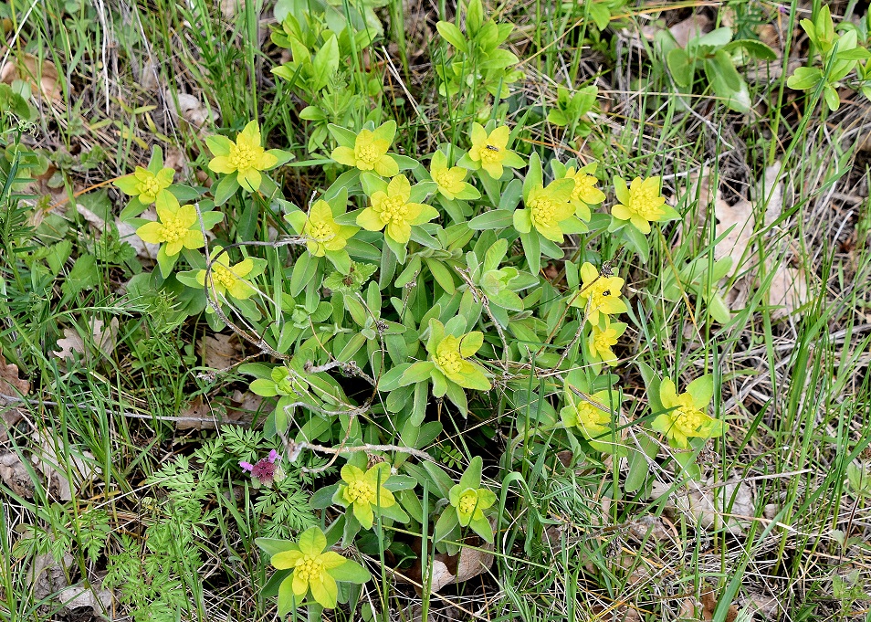 Donnerskirchen - 10042023 - (29) -   Euphorbia polychroma.JPG
