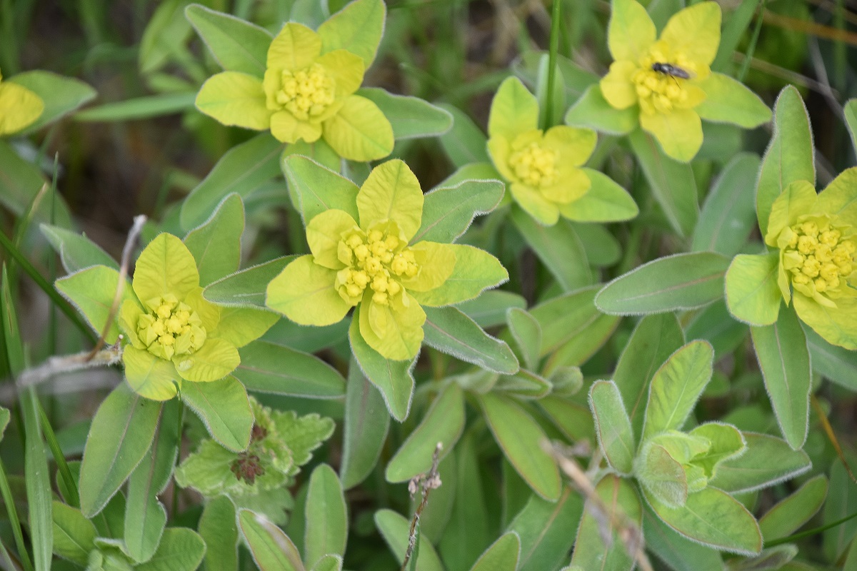 Donnerskirchen - 10042023 - (30) -   Euphorbia polychroma.JPG