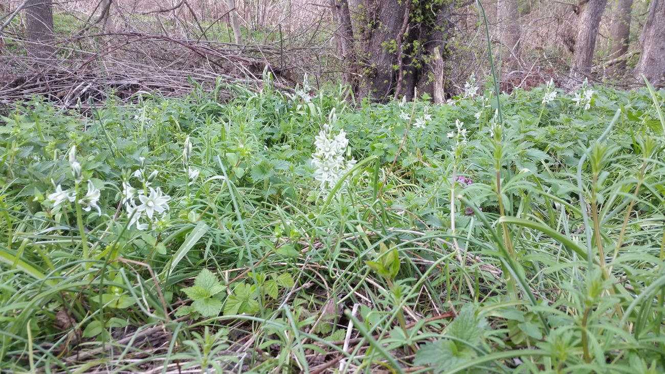 Grüner Milchstern2.jpg