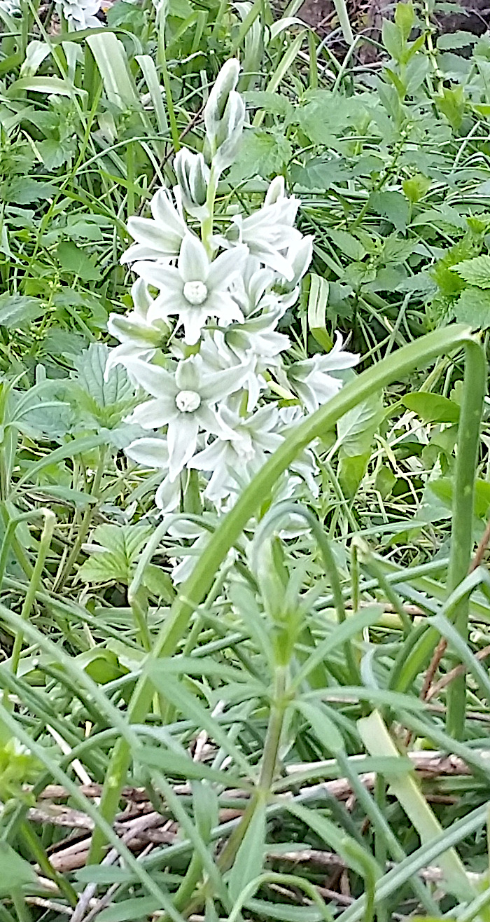 Grüner Milchstern.jpg