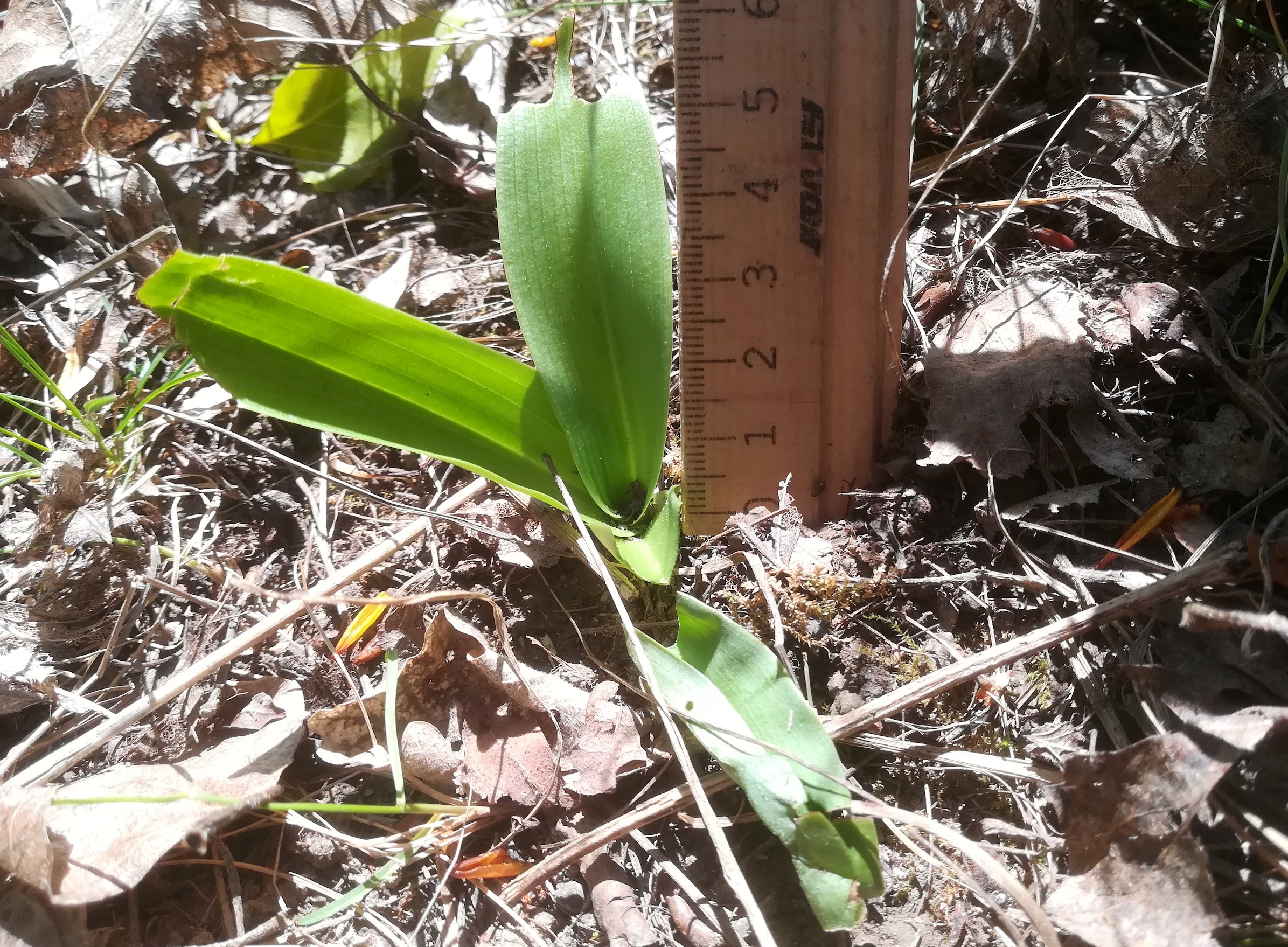 cf. ophrys sp._20230422_131731.jpg