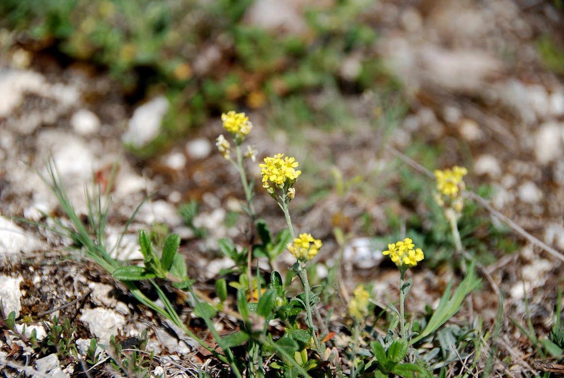 Breitenbrunn-Thenauriegel-Burgenland-21042018-(10) - unbestimmte Pflanze - gelb Allysum.JPG