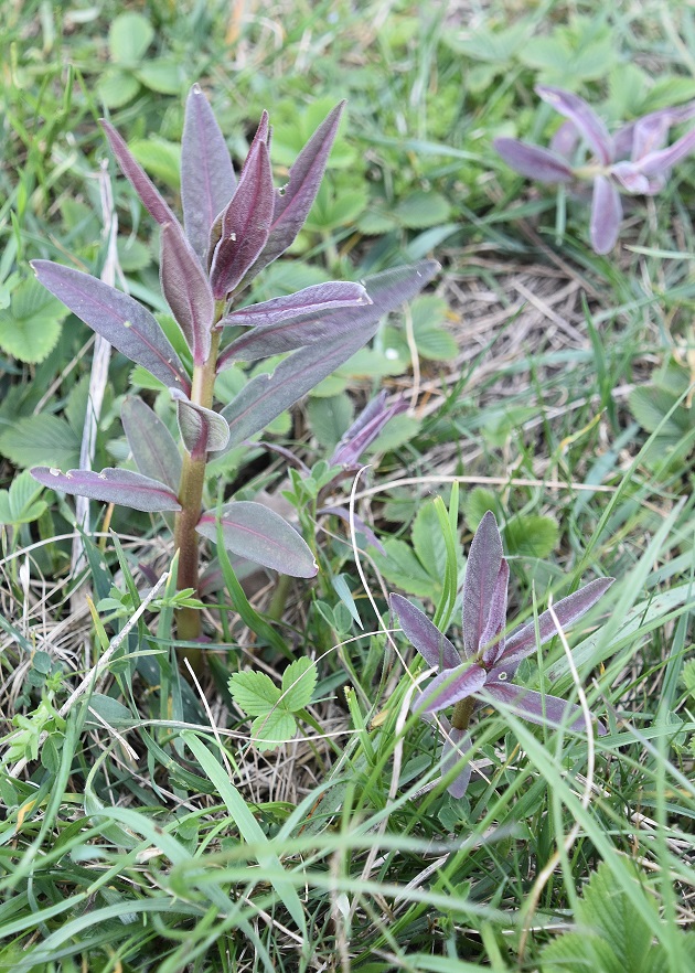 Spitzerberg - 21042023 - (139) - Euphorbie sp.JPG