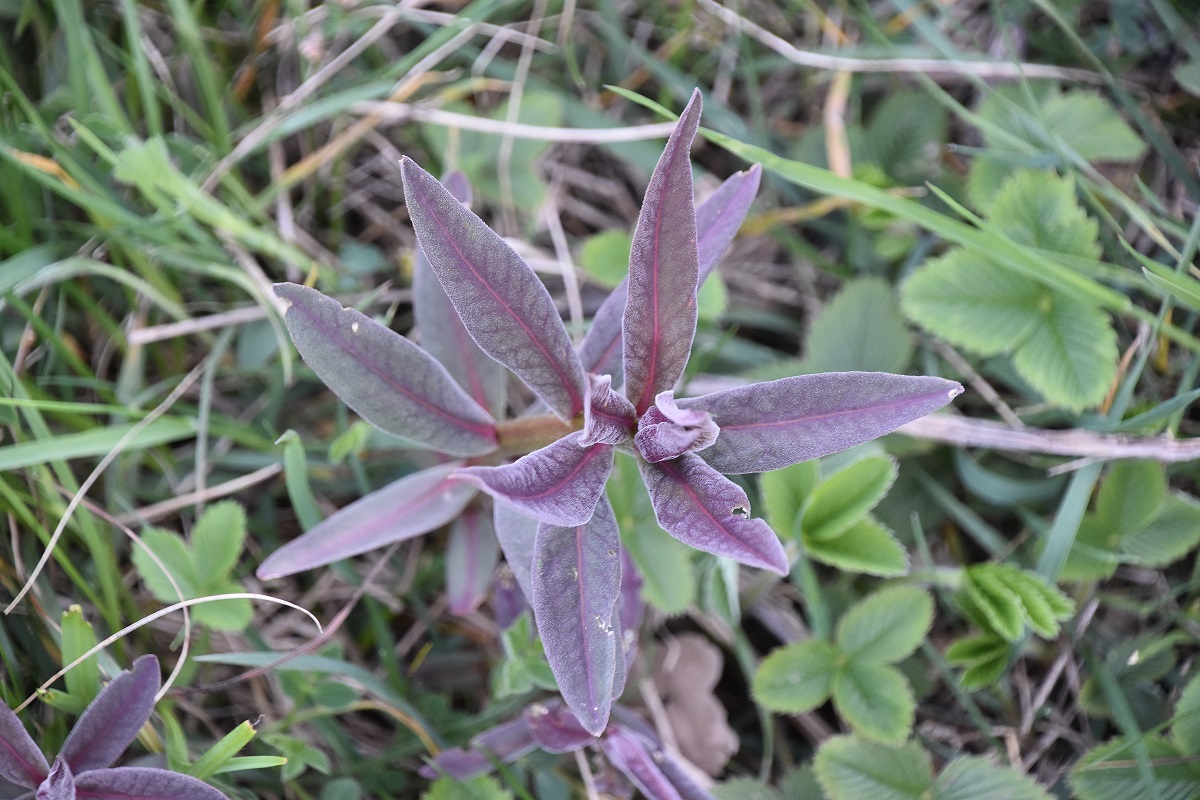 Spitzerberg - 21042023 - (140) - Euphorbie sp.JPG