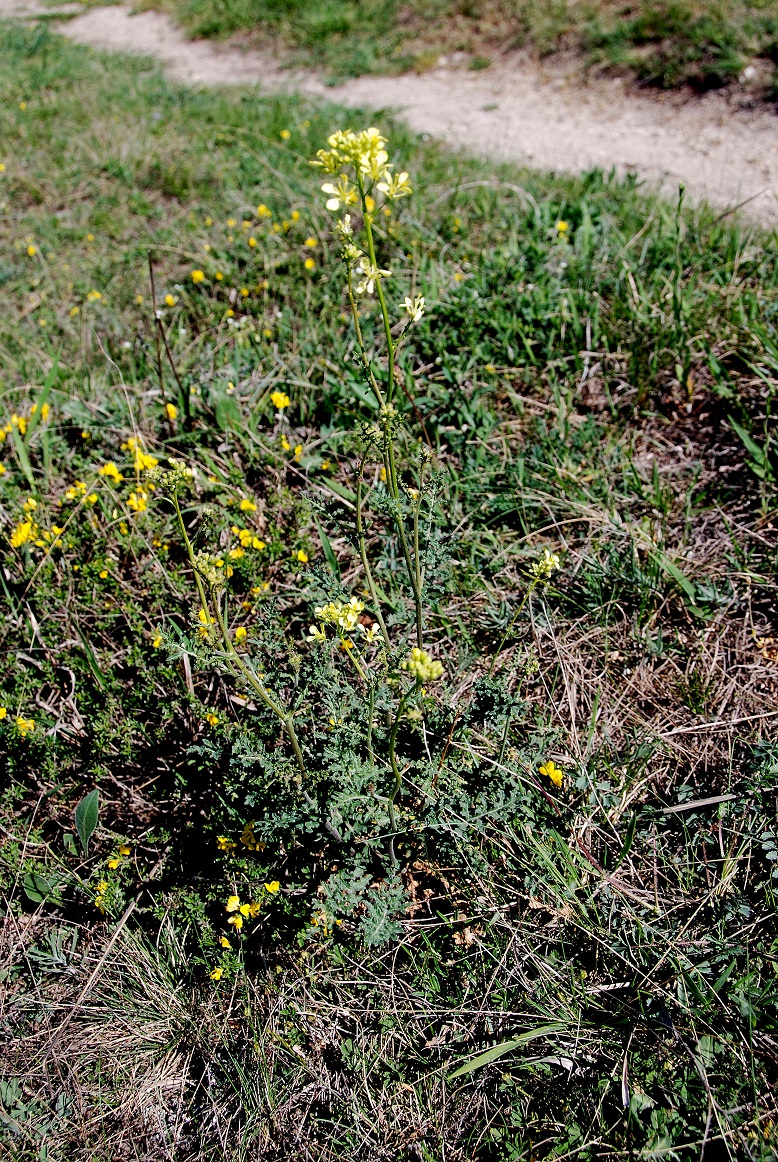 Breitenbrunn-Thenauriegel-Burgenland-21042018-(22) - Pflanze unbestimmt - gelb -Erucastum oder Biscutella.JPG