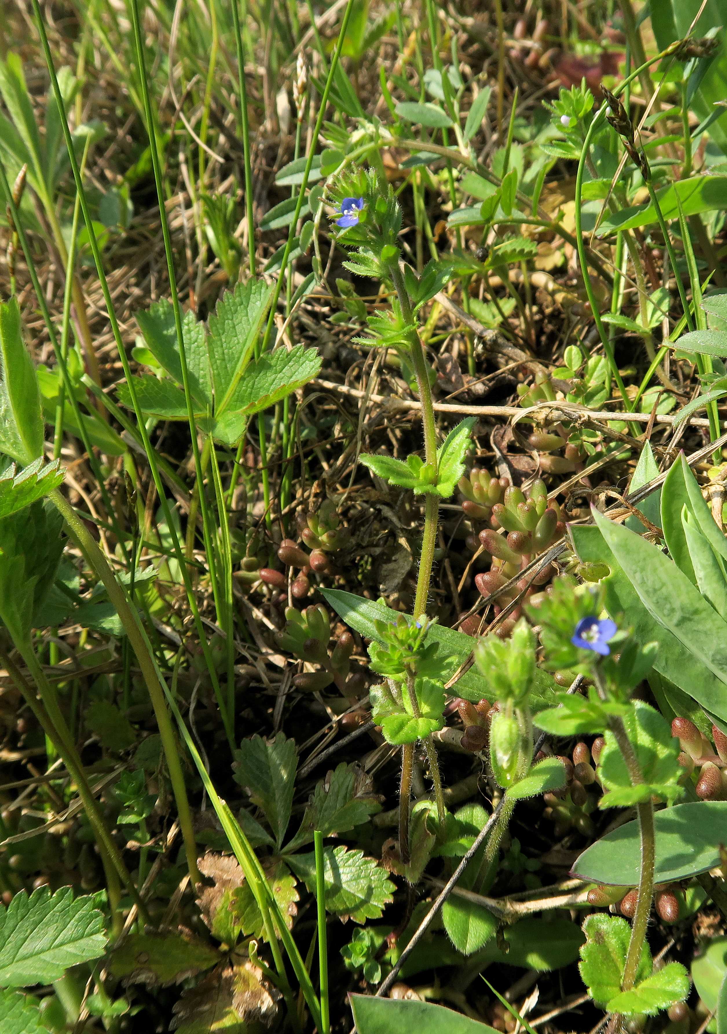 Veronica Gruppe 1 Veronica arvensis Acker-Ehrenpreis, Unterloiben WeinbergRdr Ebene 21.04.2023 C5X2 (4).jpg
