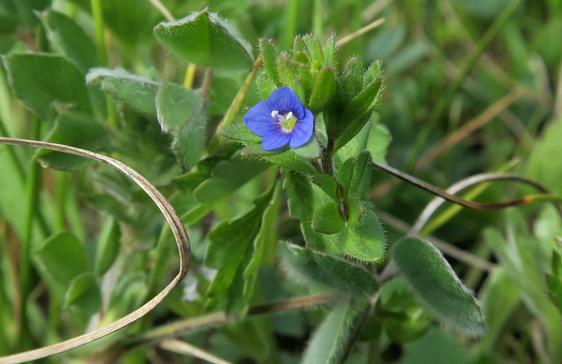 Veronica Gruppe 1 Veronica arvensis Acker-Ehrenpreis, Unterloiben WeinbergRdr Ebene 21.04.2023 C5X2 (5).jpg