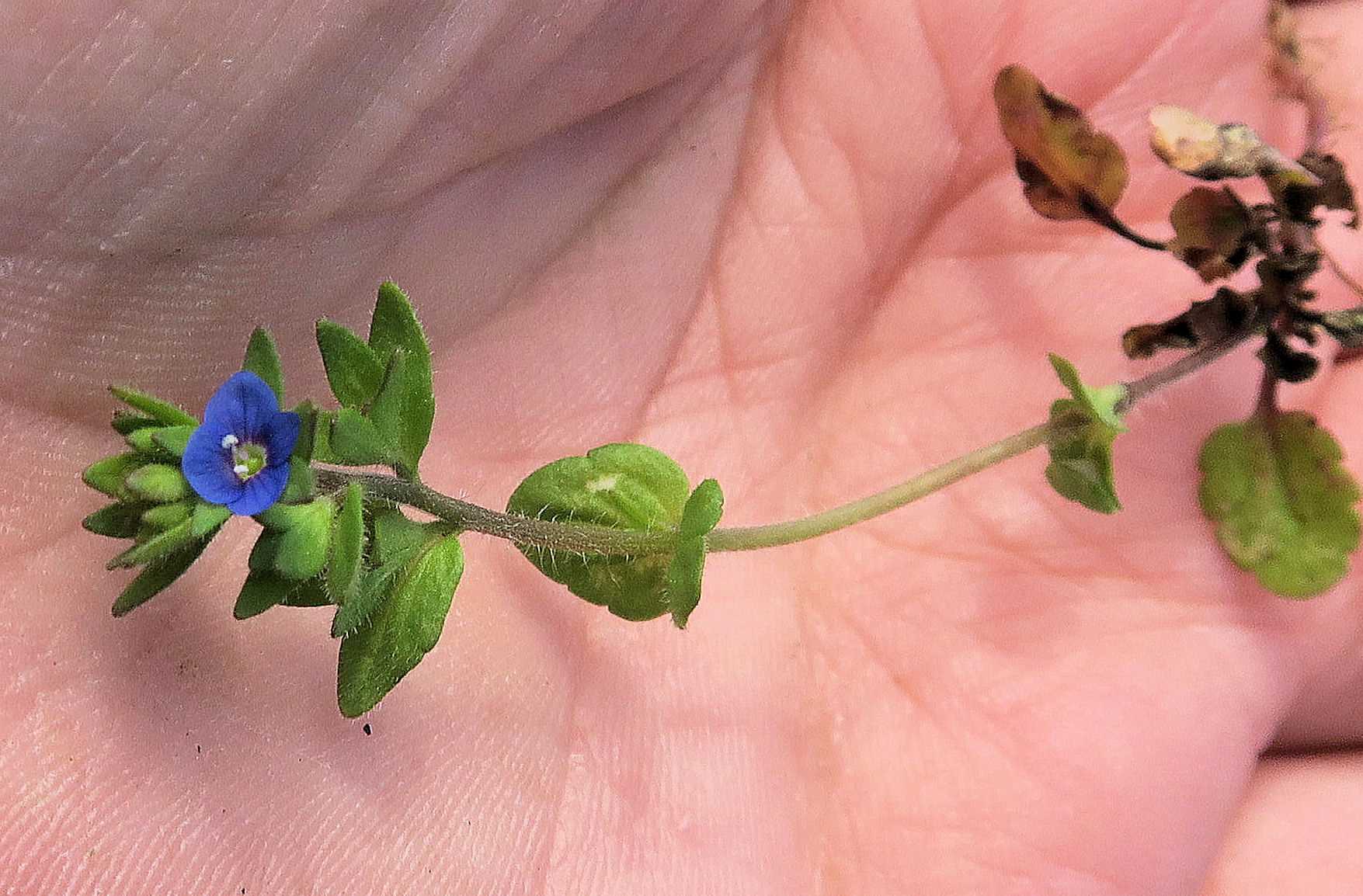 Veronica Gruppe 1 Veronica arvensis Acker-Ehrenpreis, Unterloiben WeinbergRdr Ebene 21.04.2023 C5X2 (6).jpg