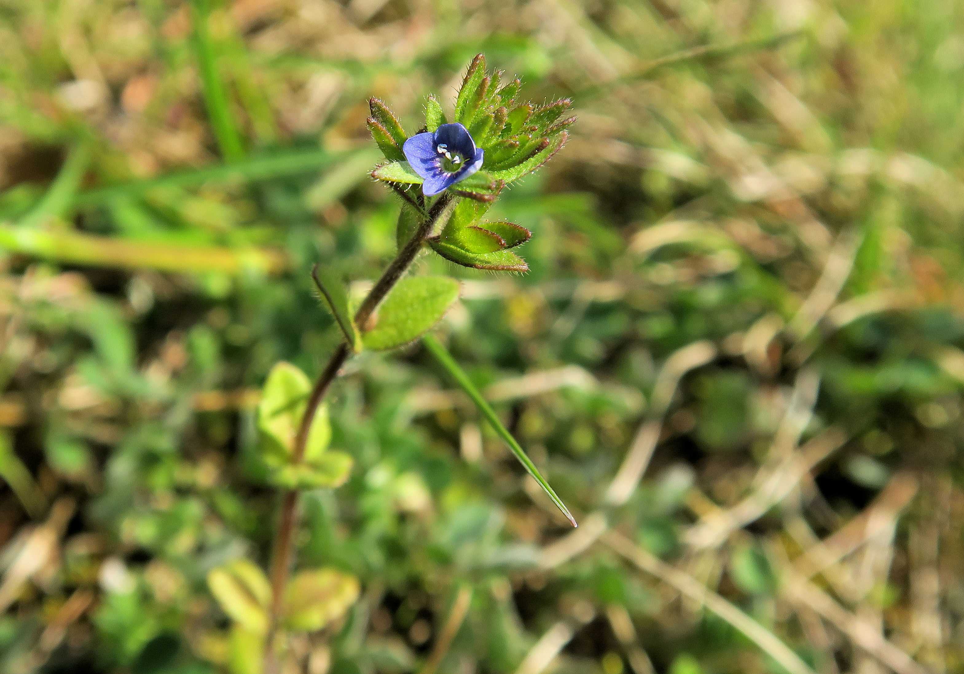 Veronica Gruppe 2 Veronica arvensis) Acker)-Ehrenpreis, Unterloiben Hochweg Wld 21.04.2023 C5X2 (1).jpg