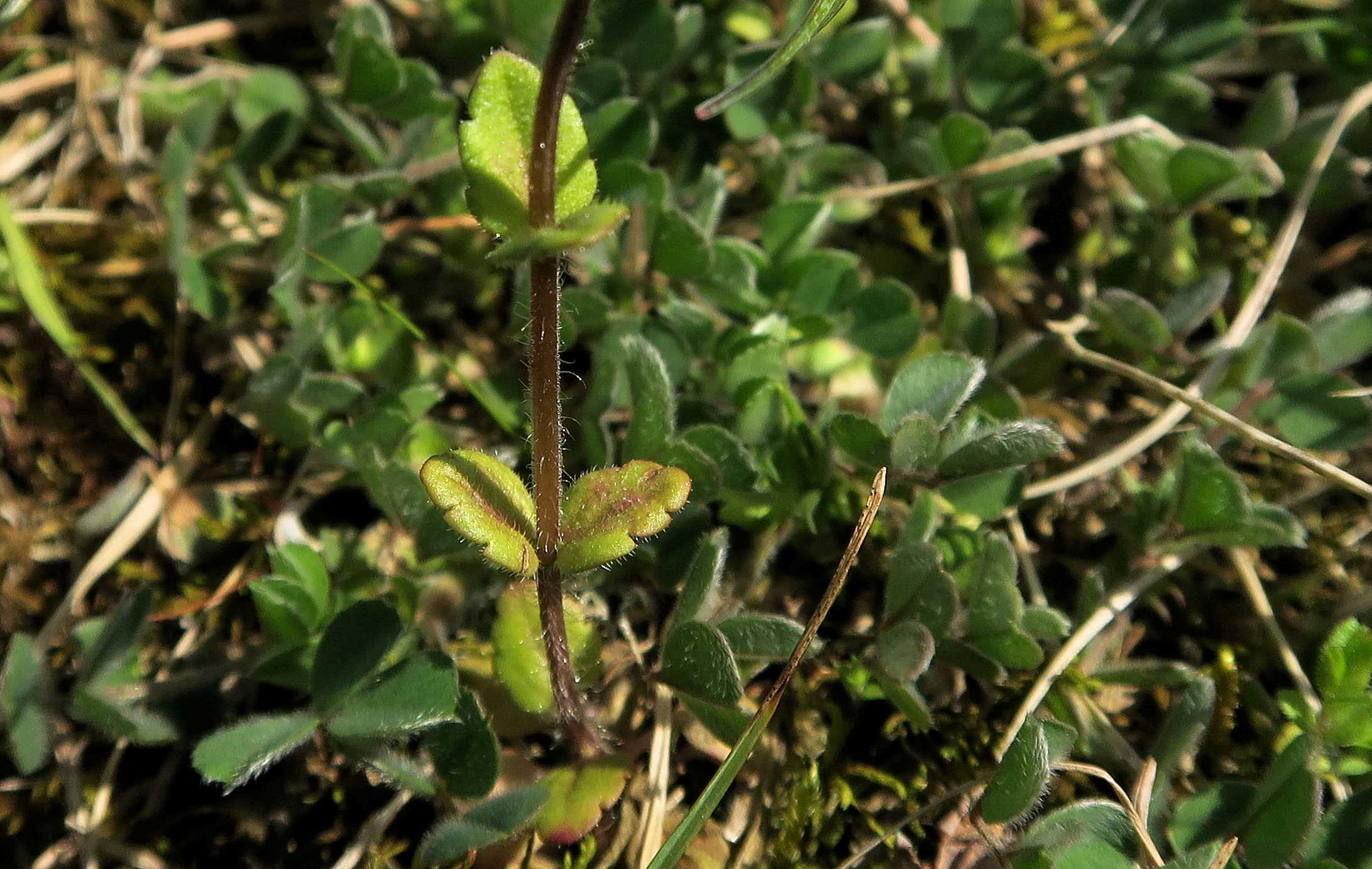 Veronica Gruppe 2 Veronica arvensis) Acker)-Ehrenpreis, Unterloiben Hochweg Wld 21.04.2023 C5X2 (3).jpg