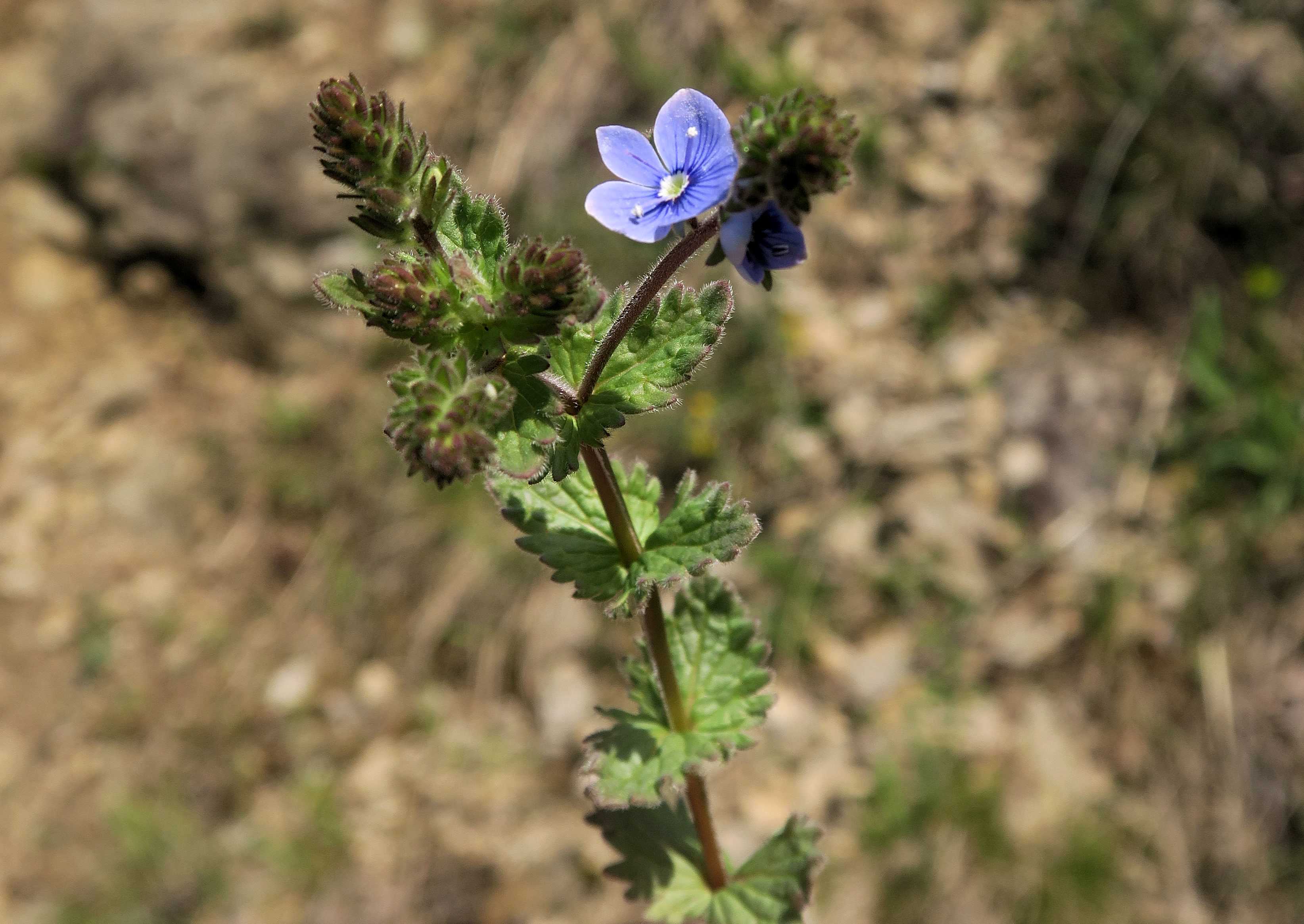 Veronica Gruppe 3 Veronica vindobonensis Wiener Ehrenpreis, Unterloiben Hochweg Wld 21.04.2023 C5X2.jpg
