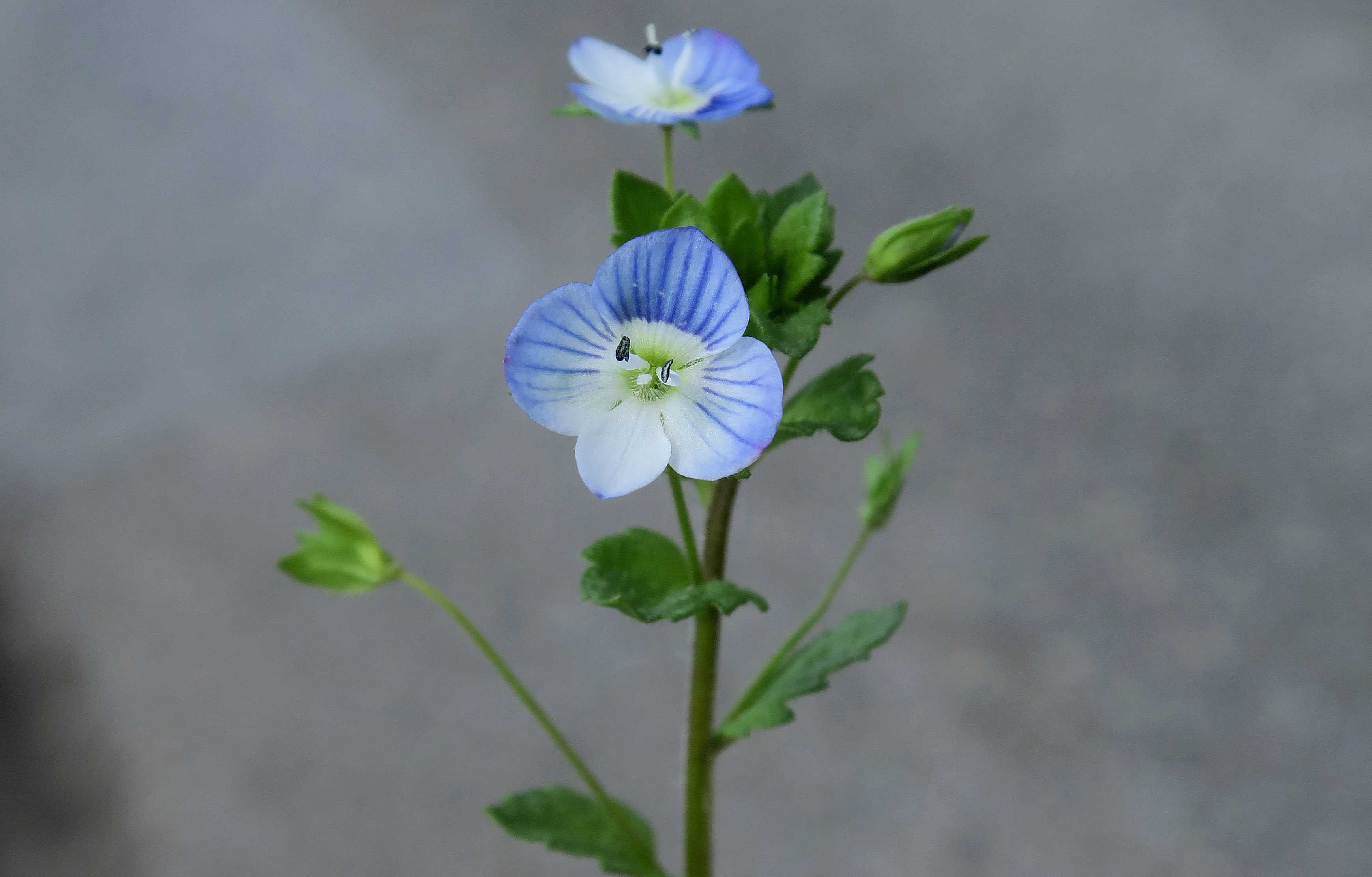 Veronica Gruppe 4 Veronica polita Glanz-Ehrenpreis, Unterloiben Weinberge fettwiesen Ebene 21.04.2023 C5X2 (2).jpg