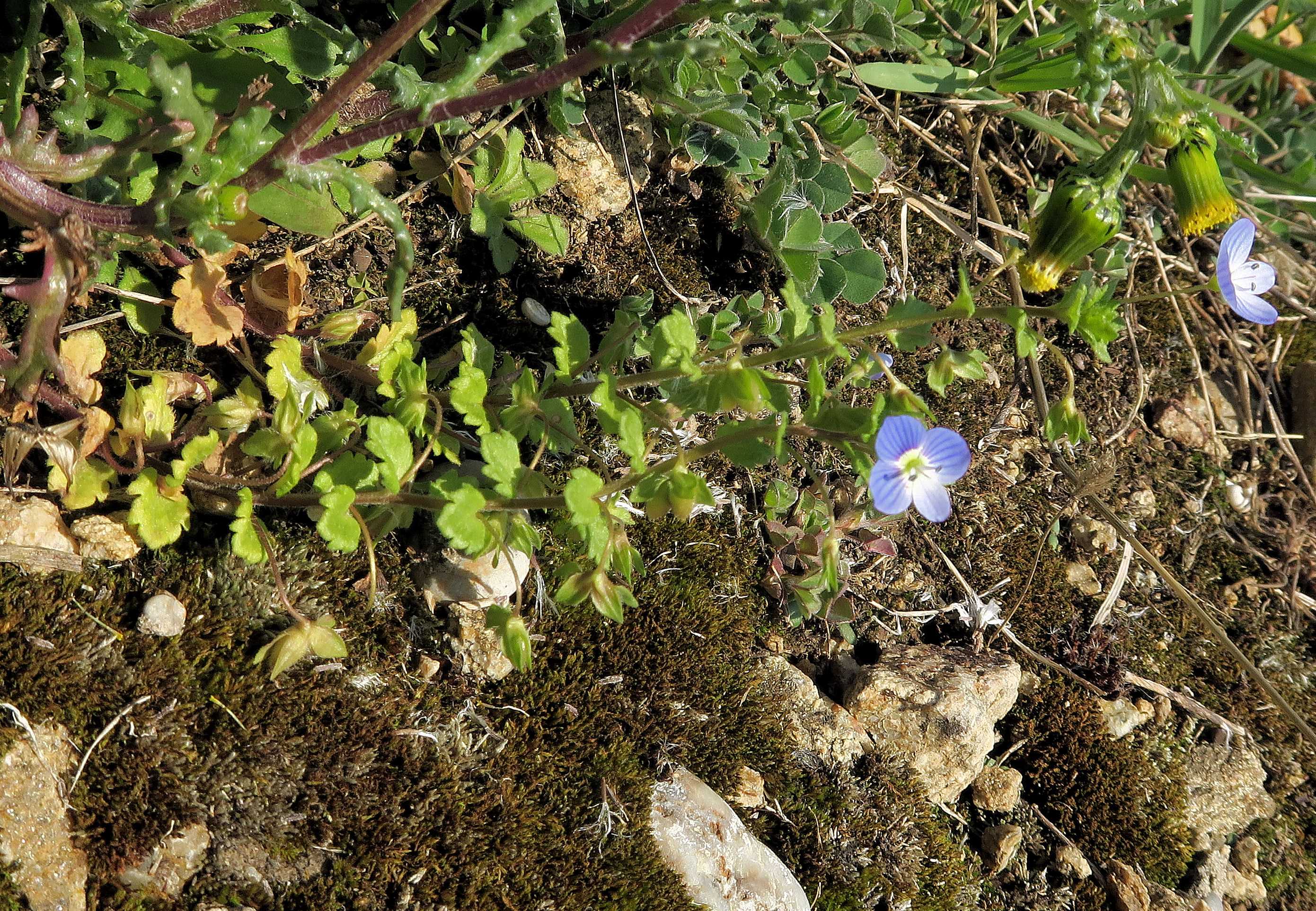 Veronica Gruppe 4 Veronica polita Glanz-Ehrenpreis, Unterloiben Weinberge fettwiesen Ebene 21.04.2023 C5X2 (3).jpg