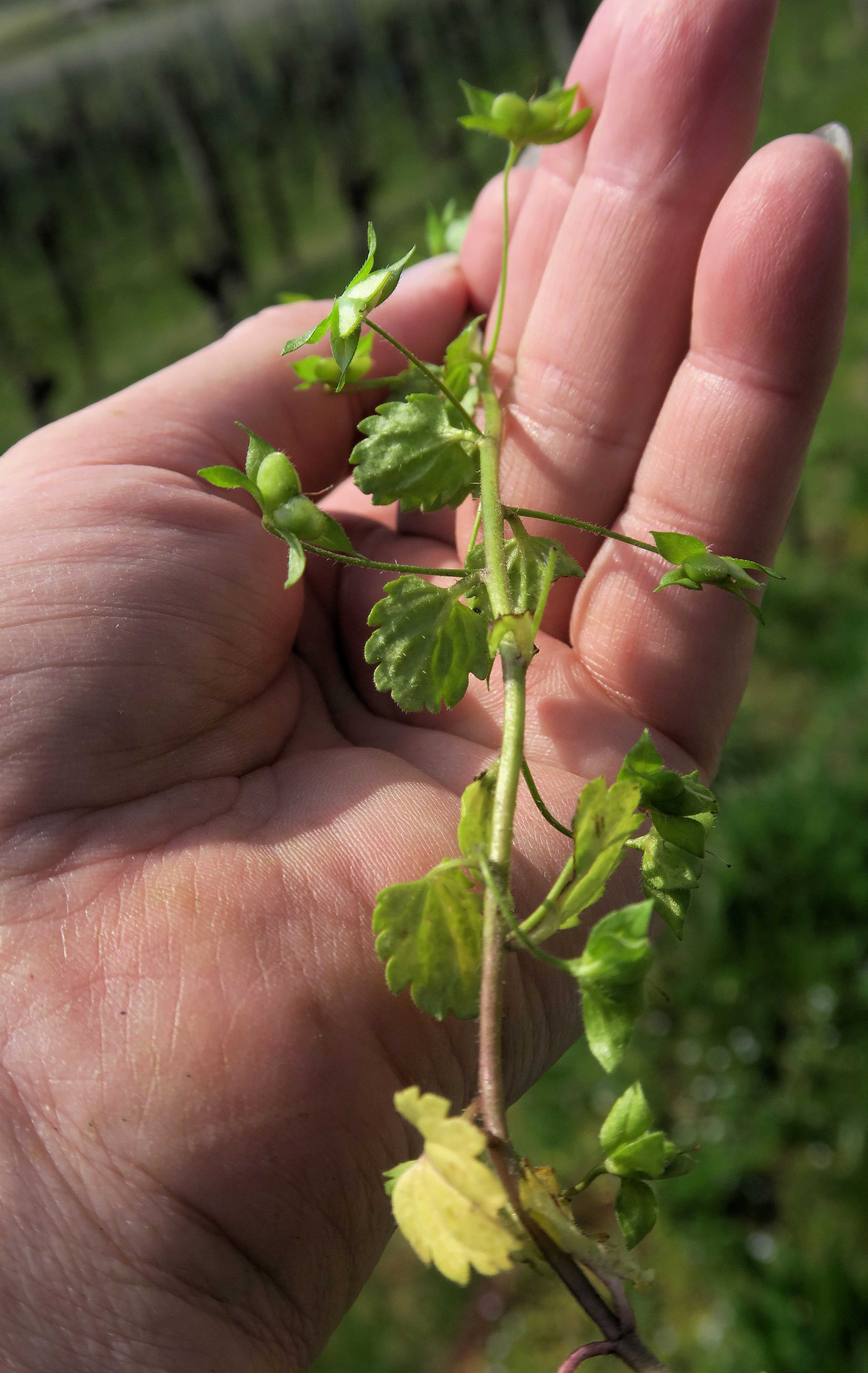 Veronica Gruppe 4 Veronica polita Glanz-Ehrenpreis, Unterloiben Weinberge fettwiesen Ebene 21.04.2023 C5X2 (4).jpg