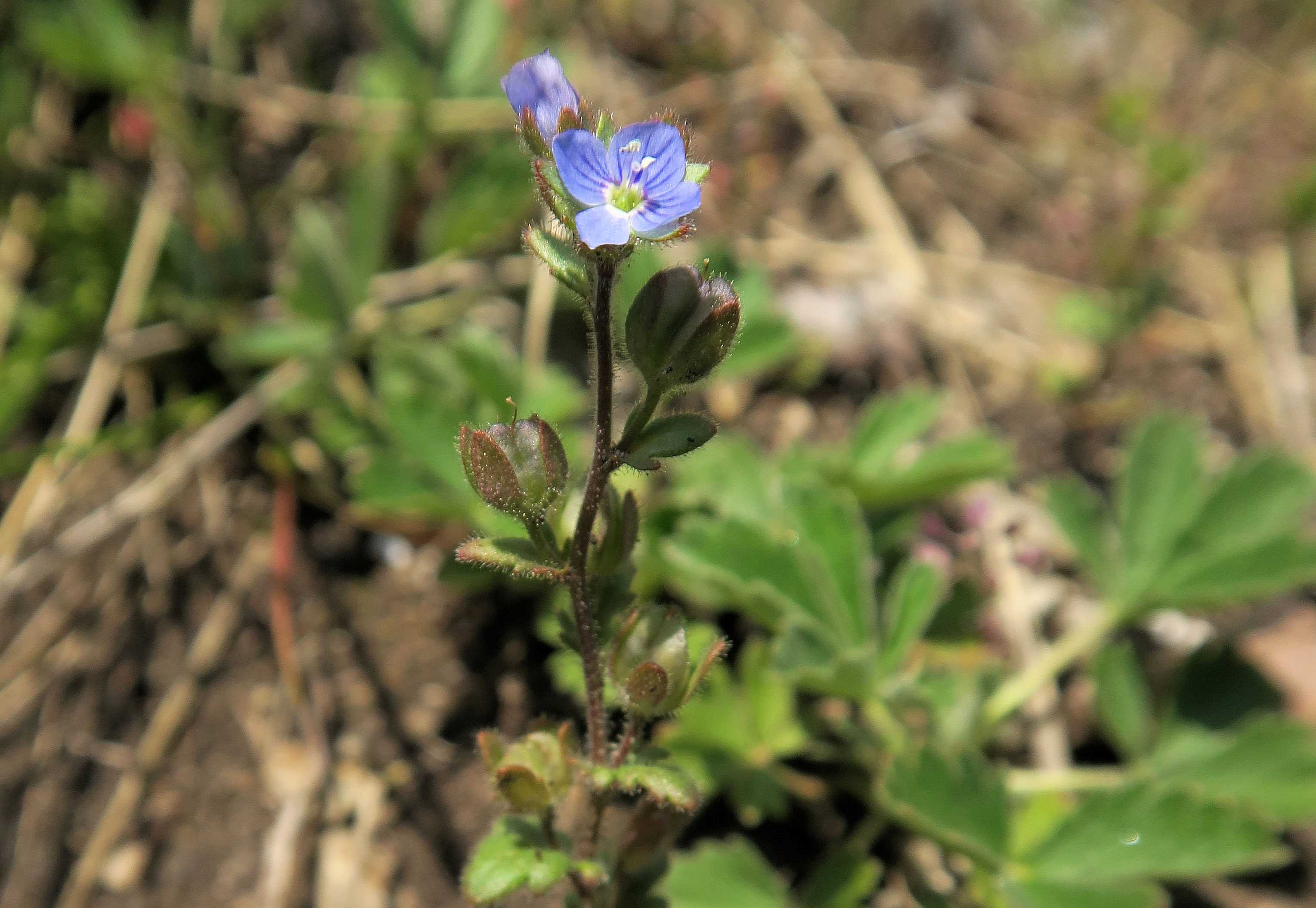 Veronica Gruppe 5 Veronica praecox) Früh)-Ehrenpreis, Perchtoldsdorf Kleine Heide 22.04.2023 C5X2 (1).jpg