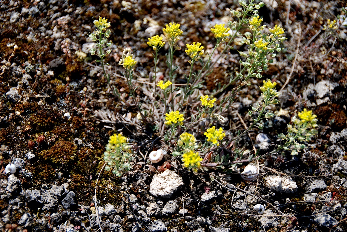 Breitenbrunn-Thenauriegel-Burgenland-21042018-(95) - Pflanze unbestimmt - gelb -Biscutella.JPG