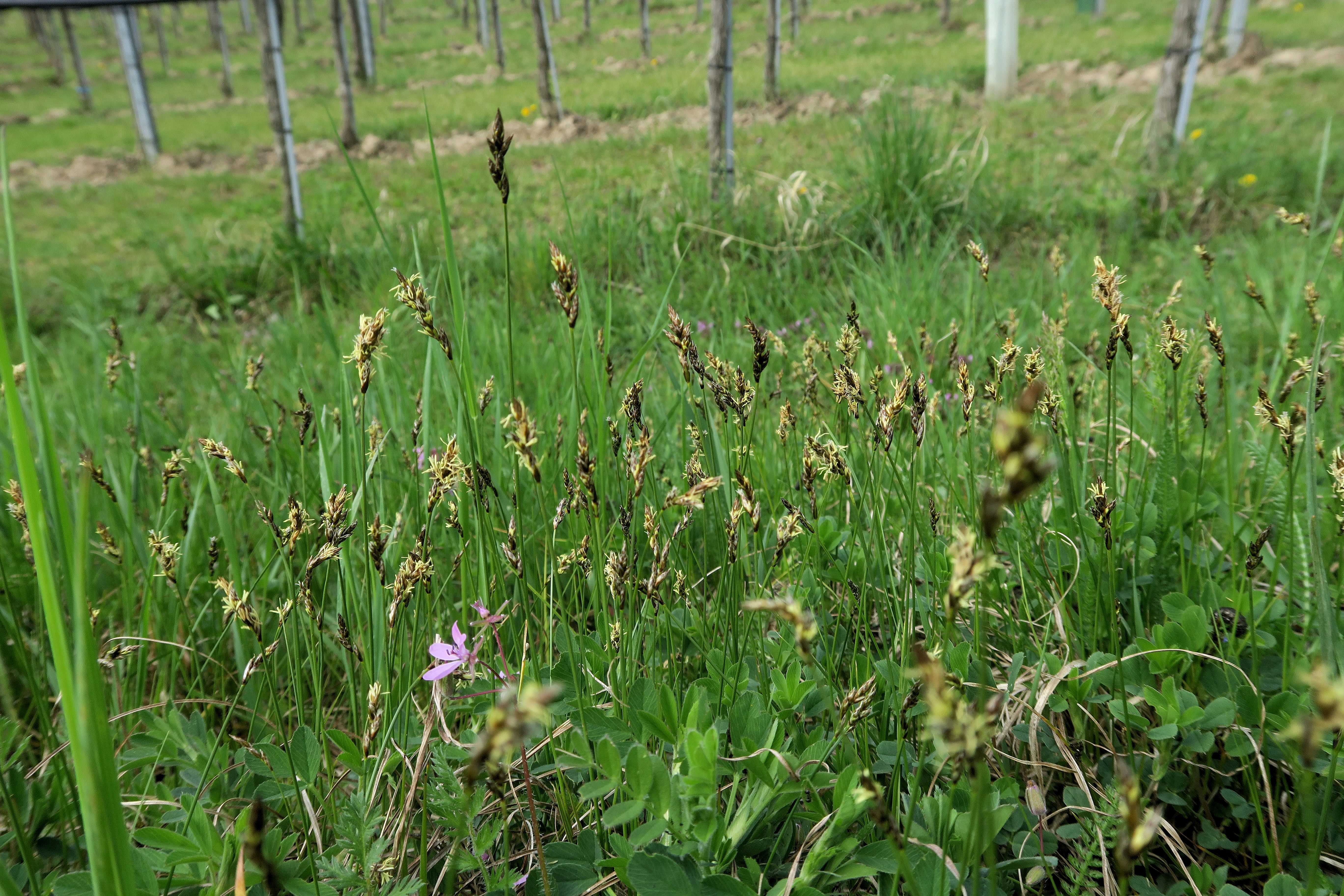 Carex sp. Segge, Unterloiben Weinberge WegRdr (Fettwiese) Ebene 21.04.2023 C5X2 (7).jpg