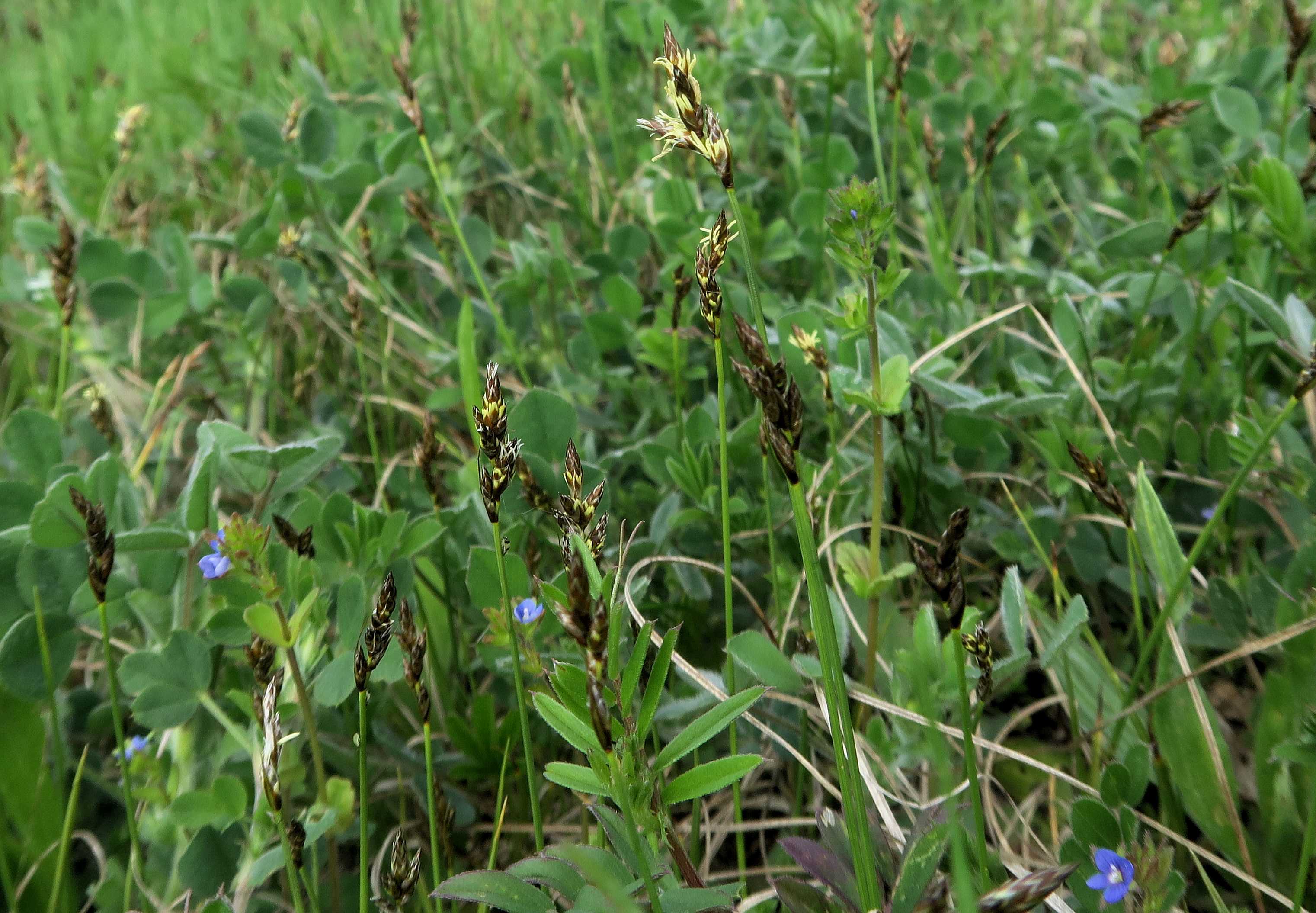 Carex sp. Segge, Unterloiben Weinberge WegRdr (Fettwiese) Ebene 21.04.2023 C5X2 (5).jpg