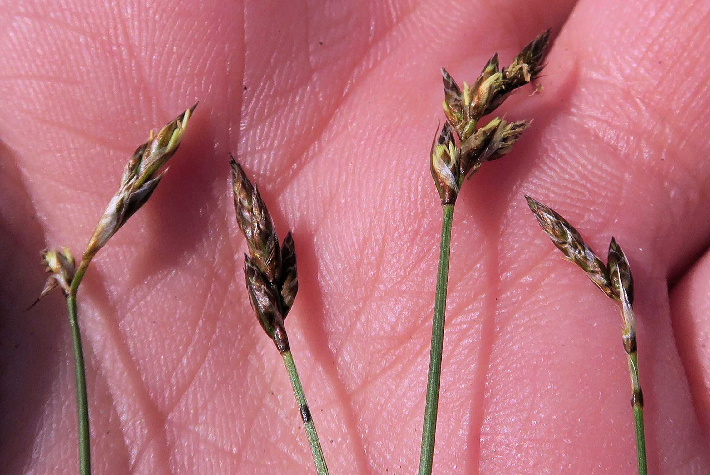 Carex sp. Segge, Unterloiben Weinberge WegRdr (Fettwiese) Ebene 21.04.2023 C5X2 (3).jpg