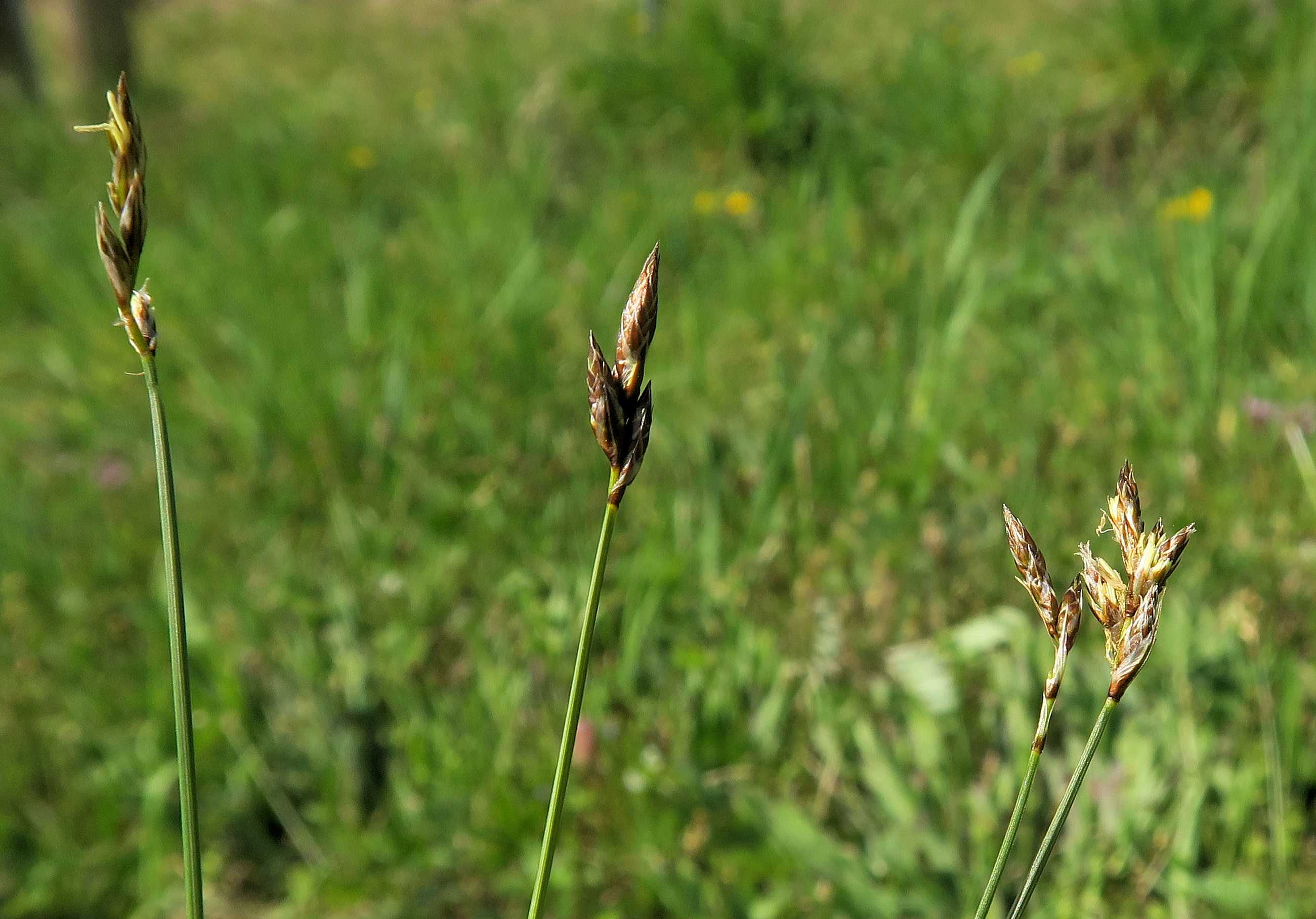 Carex sp. Segge, Unterloiben Weinberge WegRdr (Fettwiese) Ebene 21.04.2023 C5X2 (2).jpg