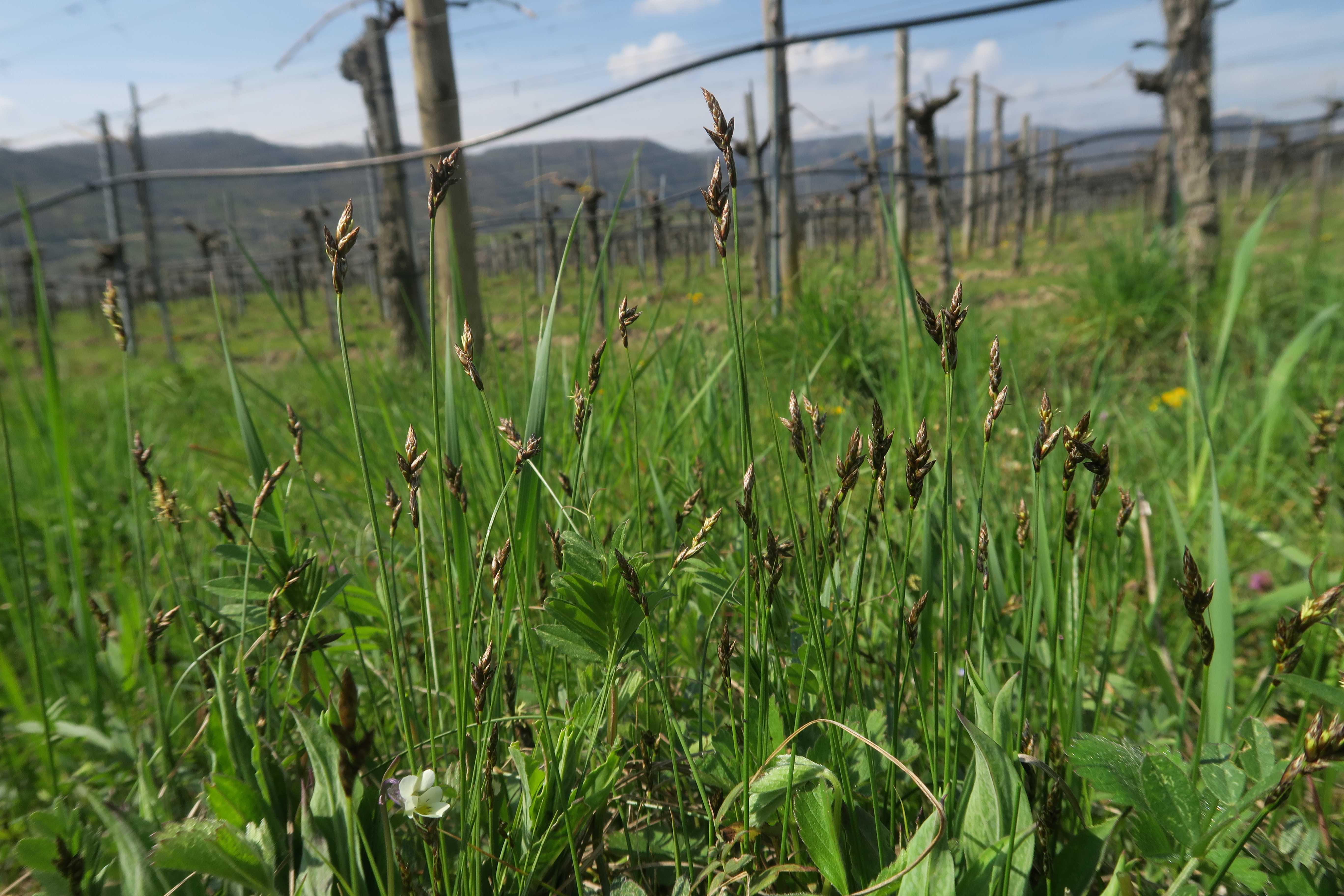 Carex sp. Segge, Unterloiben Weinberge WegRdr (Fettwiese) Ebene 21.04.2023 C5X2 (1).jpg