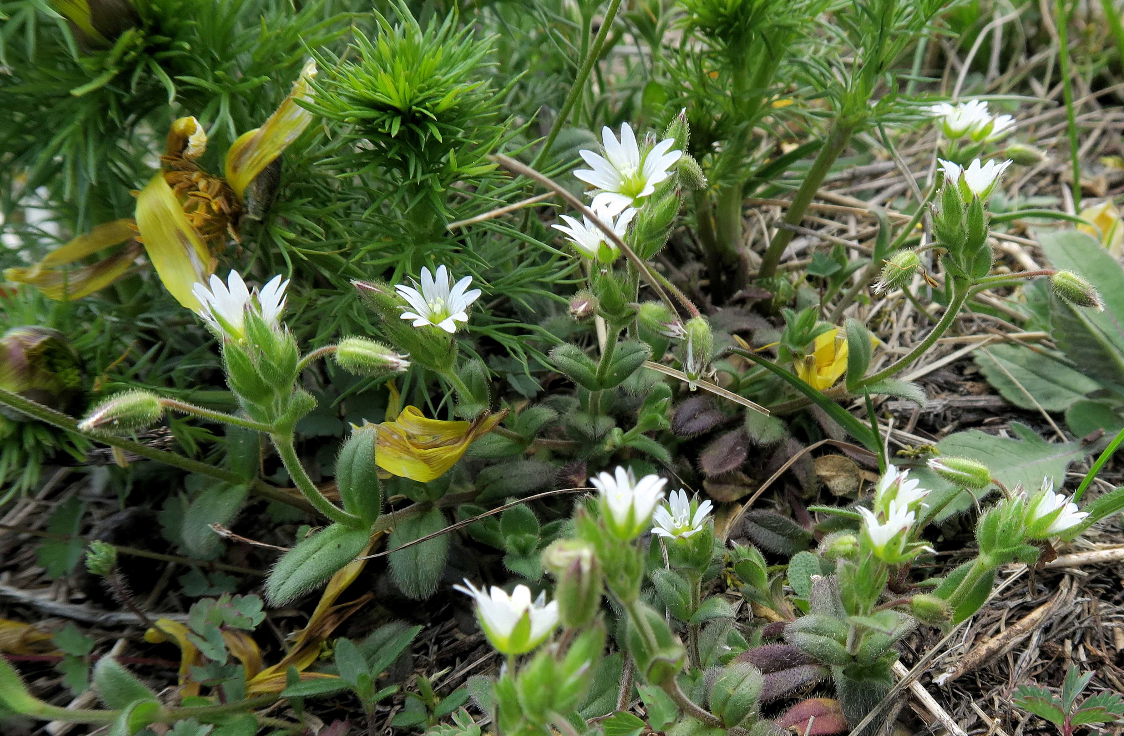 Cerastium sp., Perchtoldsdorf Kleine Heide 22.04.2023 C5X2 (5).jpg