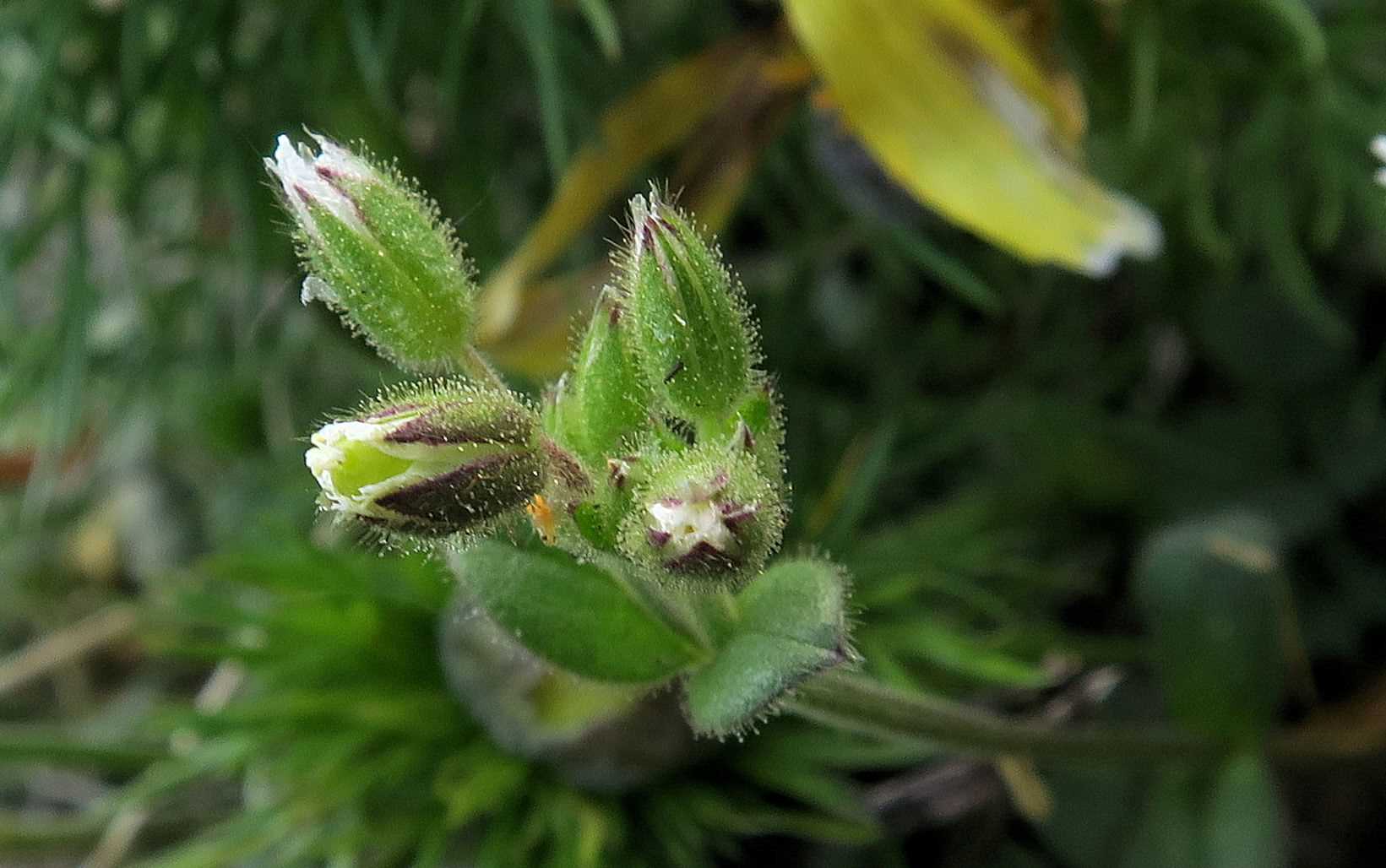 Cerastium sp., Perchtoldsdorf Kleine Heide 22.04.2023 C5X2 (6).jpg