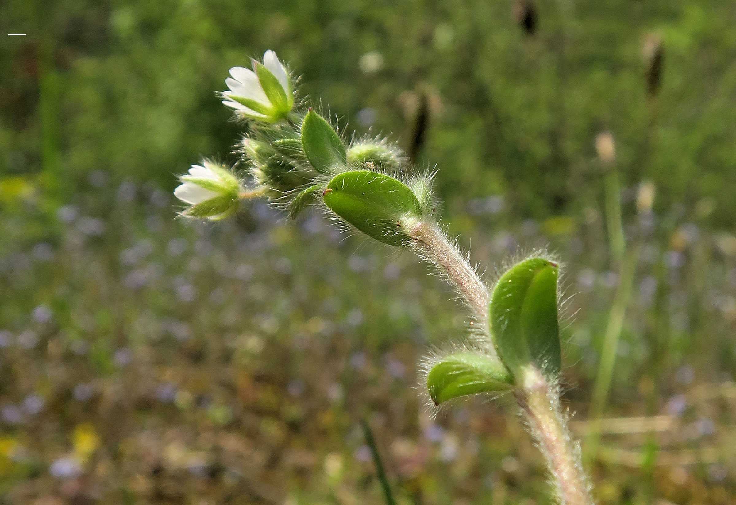 Cerastium sp. Hornkraut, Unterloiben Hochweg kl. Trockenrasen Wald 21.04.2023 C5X2 (5).jpg
