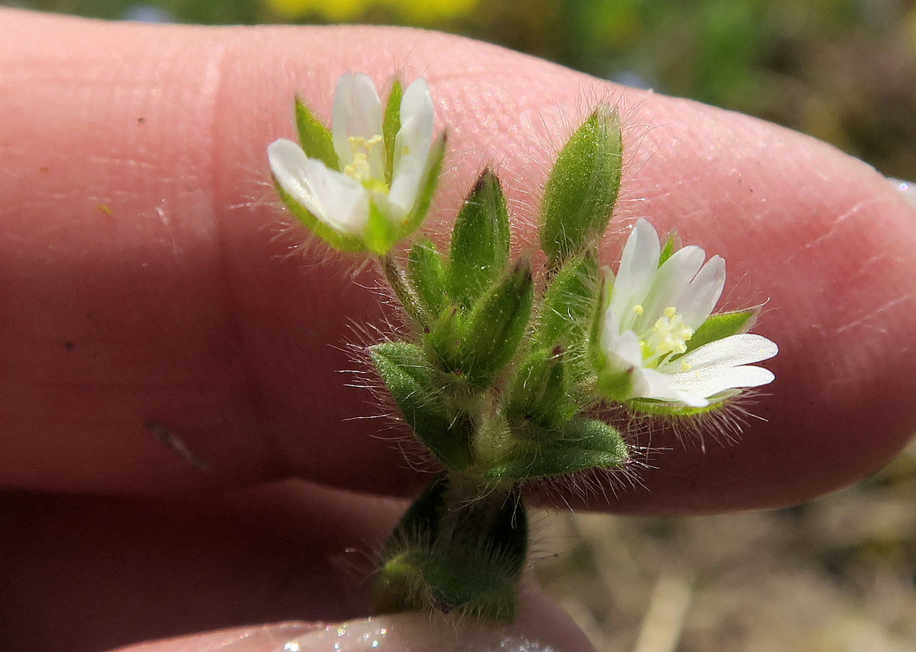 04.21 Wachau Unterloiben Weinberge Cerastium sp. -Hornkraut, Unterloiben WeinbergRdr Ebene 21.04.2023 C5X2.jpg