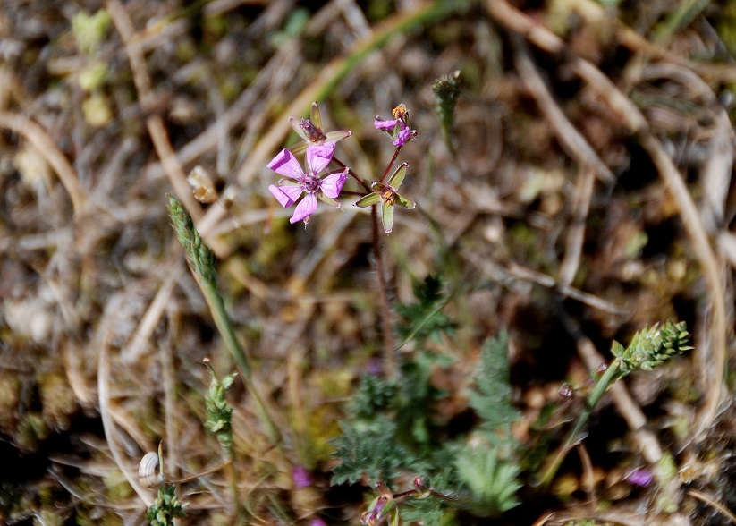 Breitenbrunn-Thenauriegel-Burgenland-21042018-(132) - unbestimmte Pflanze - Geranium rob. - violett.JPG