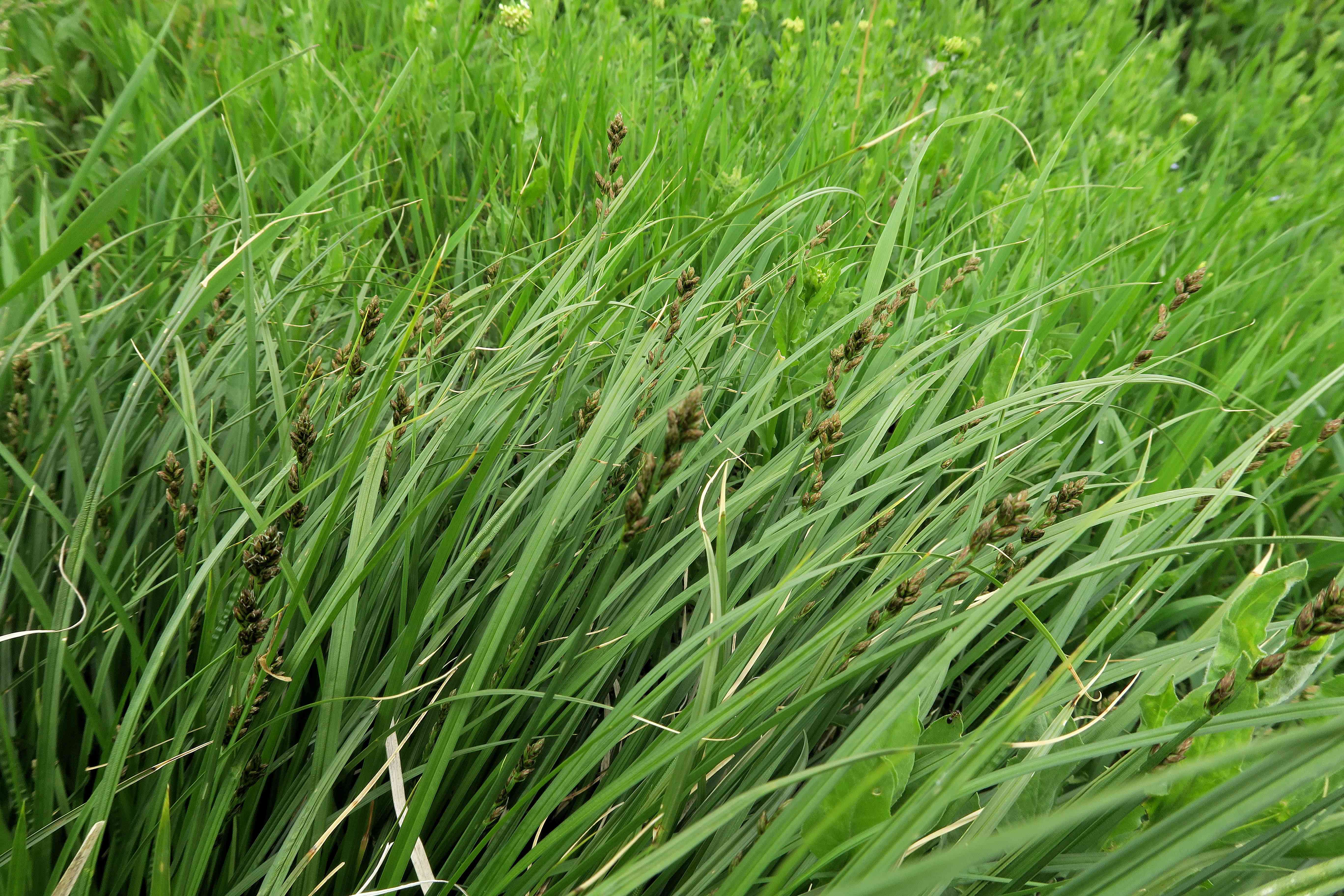 04.30 Pfaffstätten Fluxberg Carex muricata agg.), Pfaffstätten ruderal fettwiesen-ecke 30.04.2023 C5X2 (4).jpg