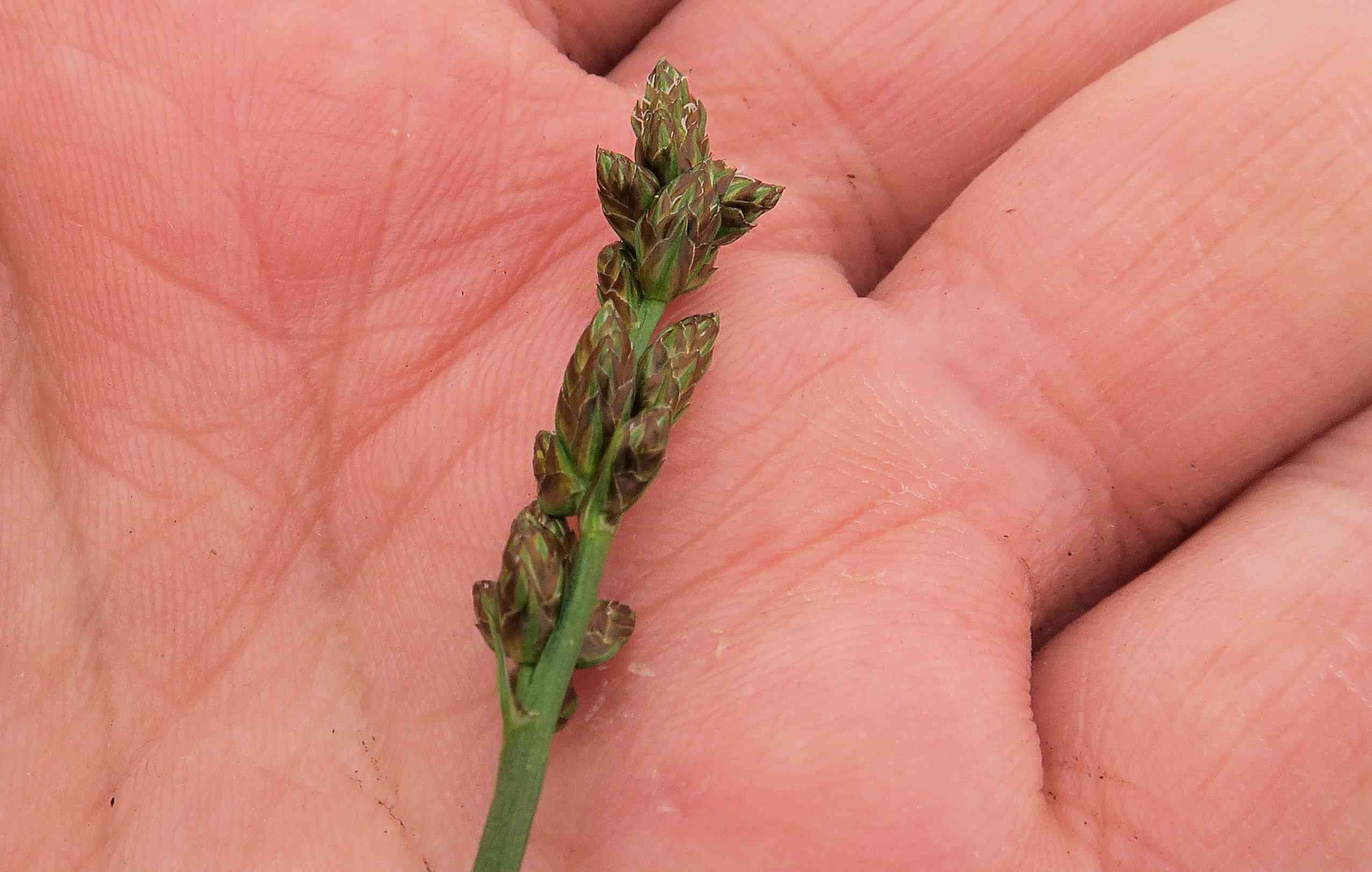 04.30 Pfaffstätten Fluxberg Carex muricata agg.), Pfaffstätten ruderal fettwiesen-ecke 30.04.2023 C5X2 (7).jpg