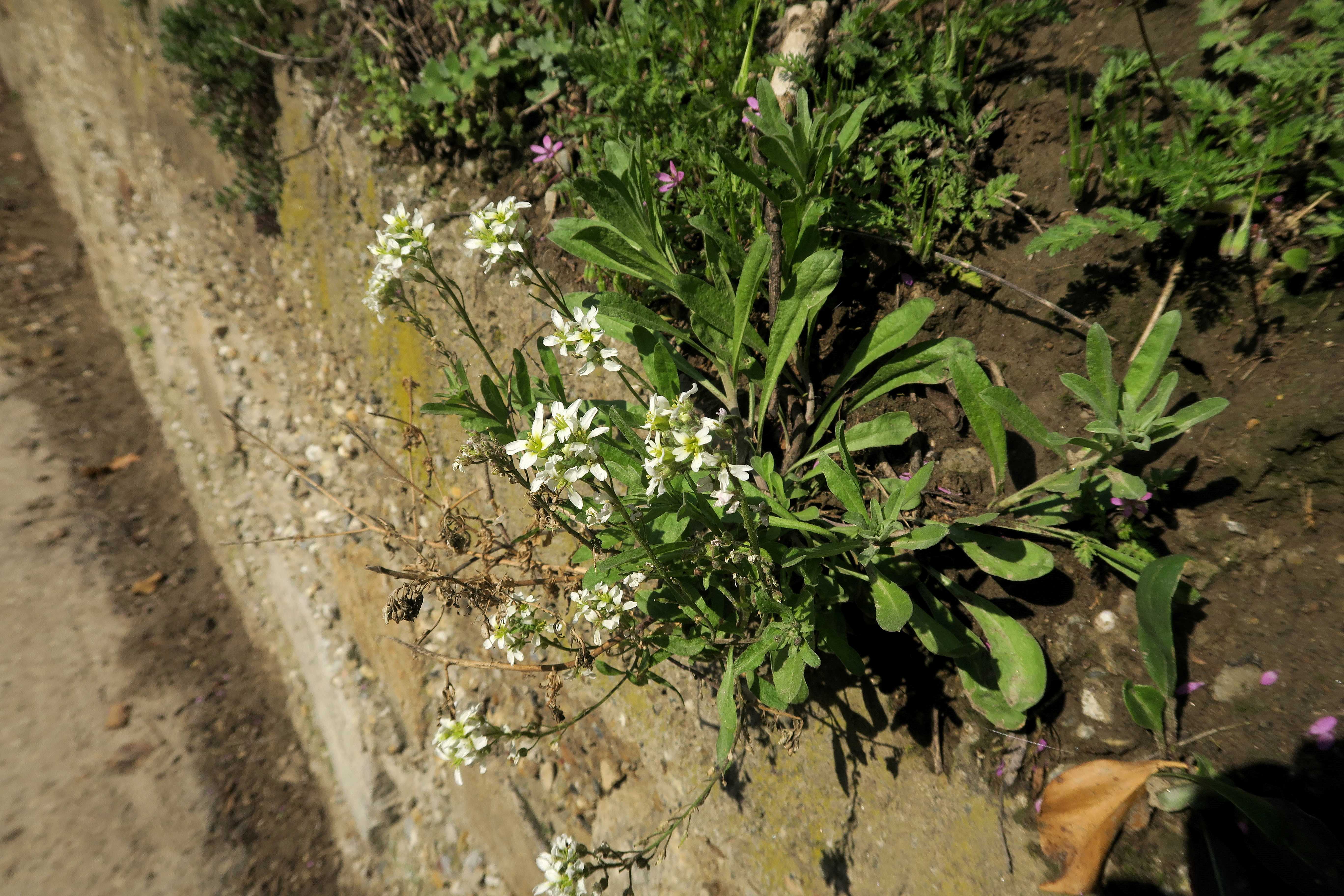 Brassicacea sp. (Thlaspi)), Unterloiben Kellergasse südexp. Böschung 21.04.2023 C5X2 (3).jpg