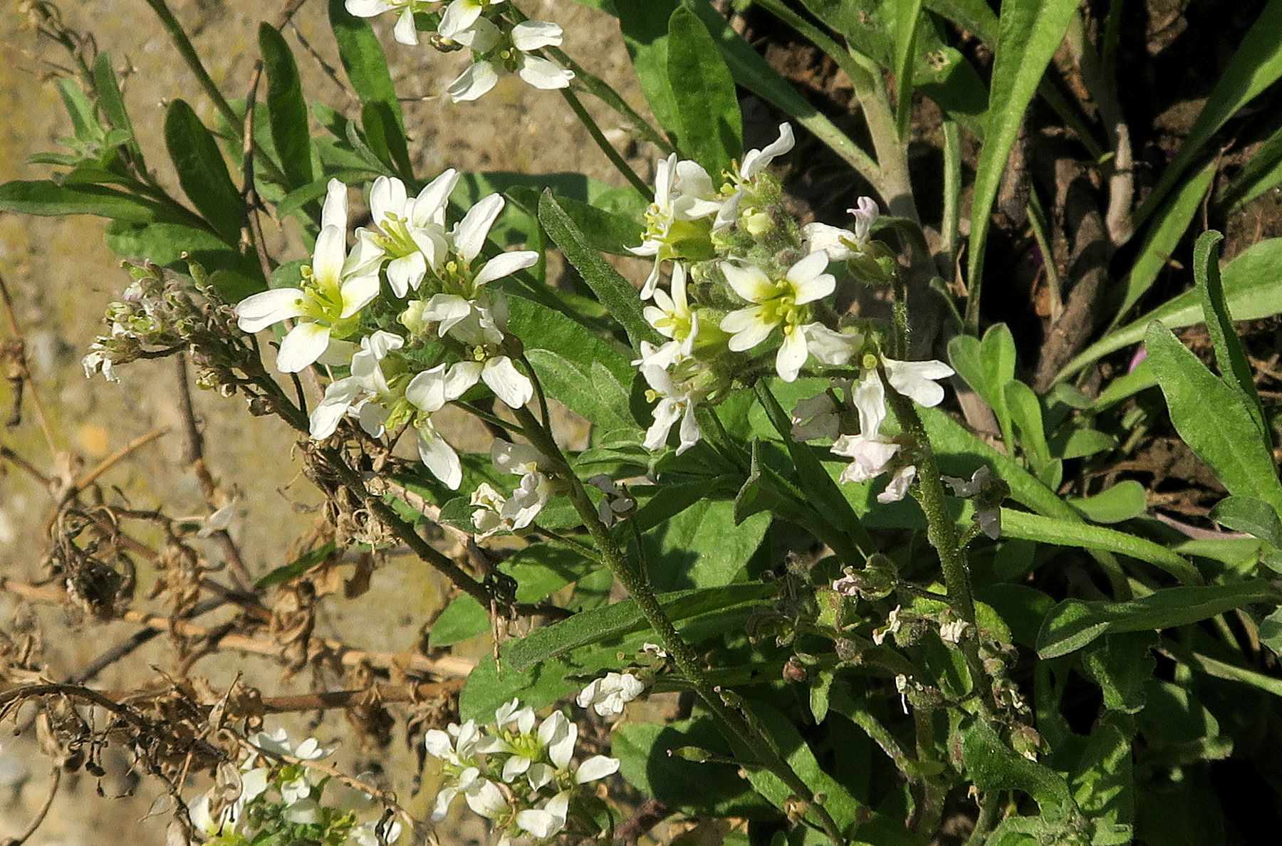 Brassicacea sp. (Thlaspi)), Unterloiben Kellergasse südexp. Böschung 21.04.2023 C5X2 (2).jpg