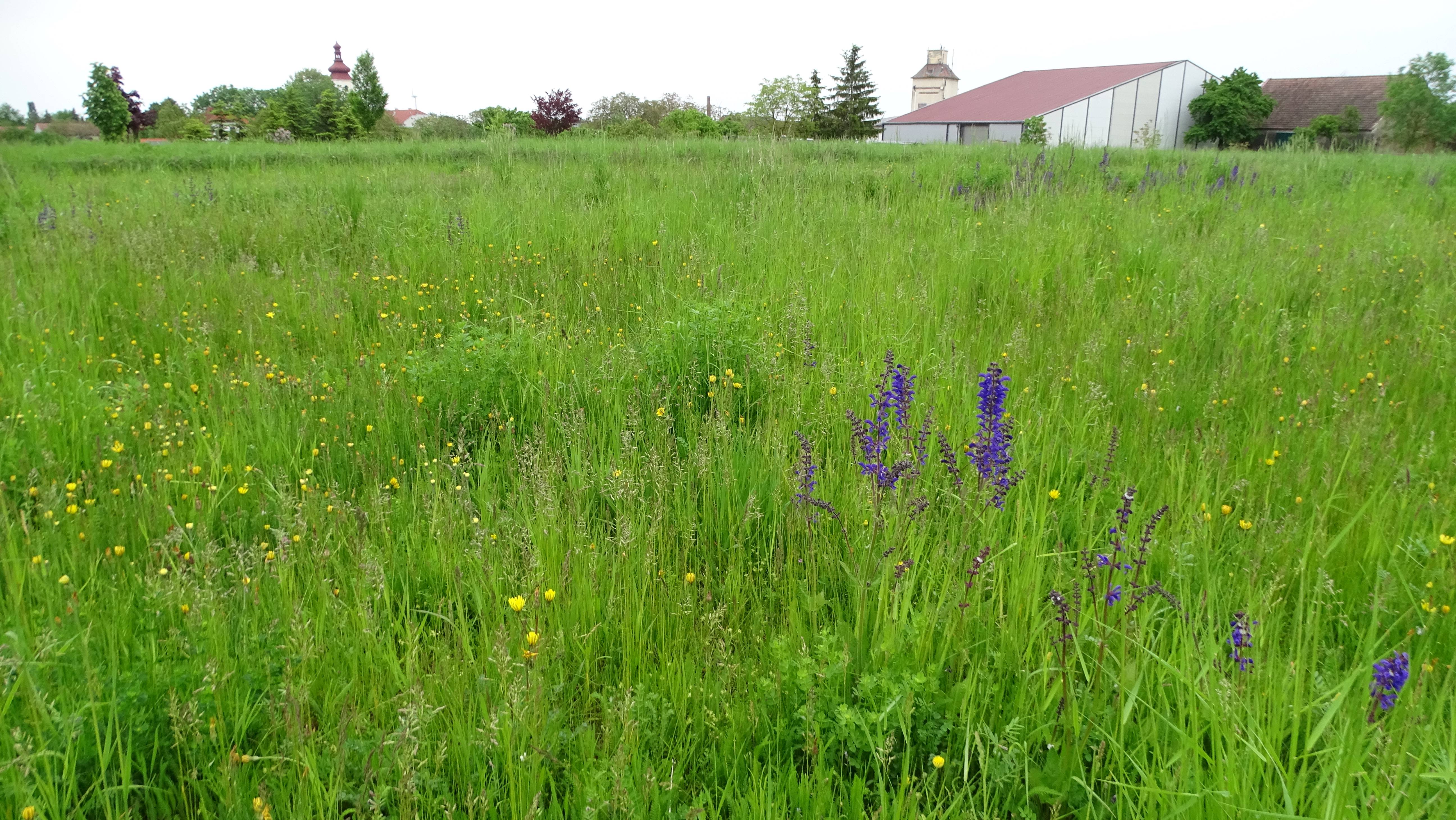 DSC05071 salvia pratensis, prellenkirchen-mitte, 2023-05-16.jpg